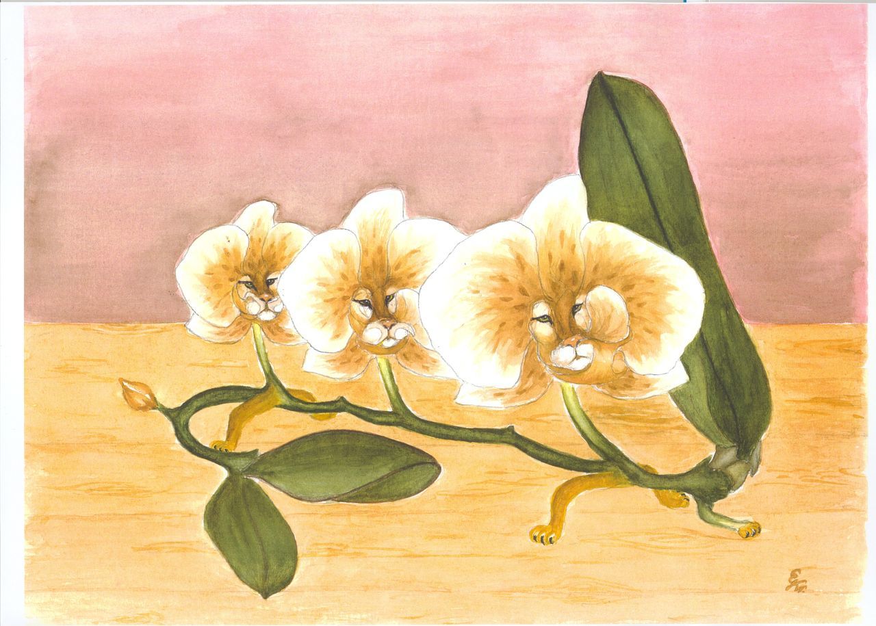 Phalaenopsis