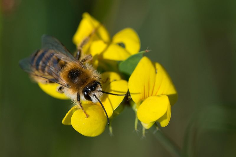 Wildbiene auf Blüte von Anneli Krämer