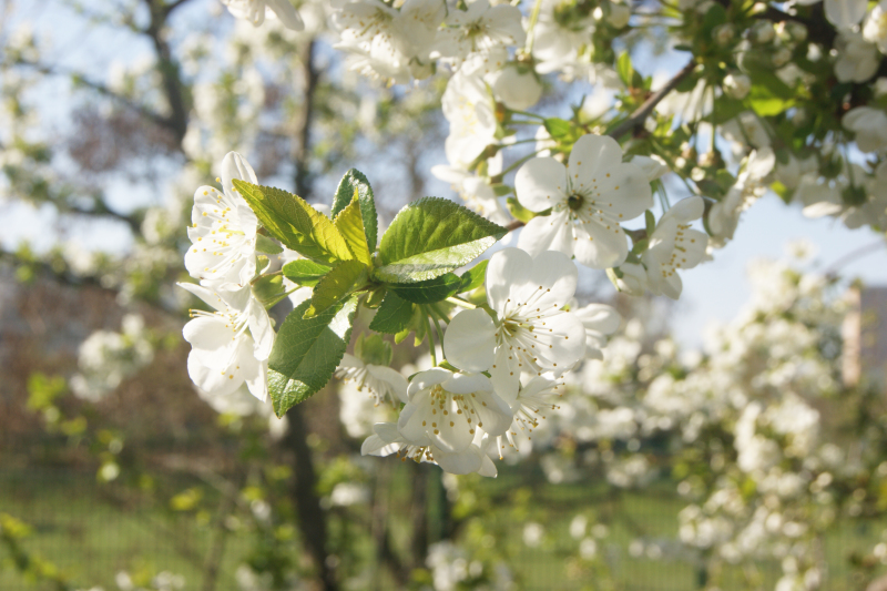 Blüten im Hochzeitspark