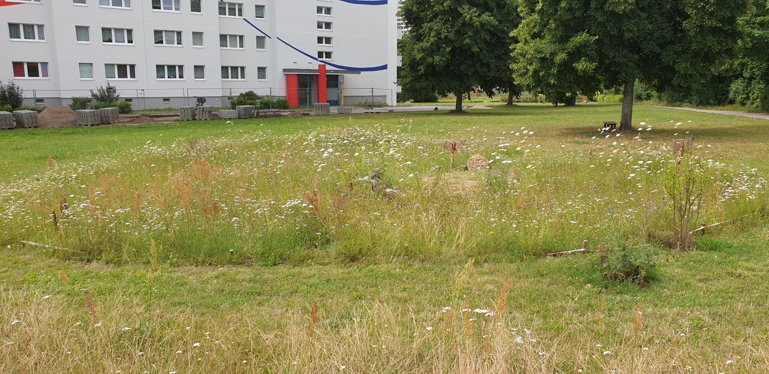 Wildblumenwiese 2024_1