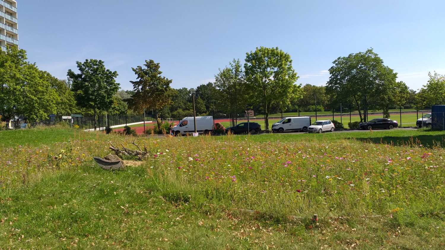 Wildblumenwiese 2023