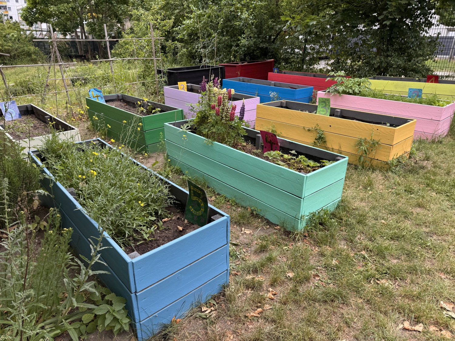 Schulgartenwettbewerb 2025 - Dreieins Grundschule Berlin-Kaulsdorf