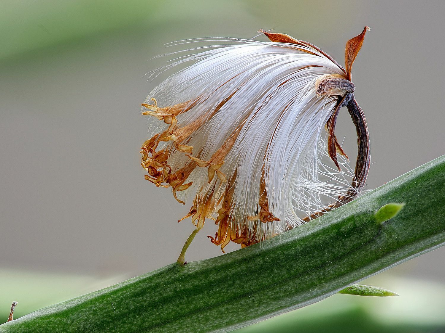Das Bild zeigt den dicken grünen Stiel mit einer braunweißen Blüte einer Kleinia Gregorii