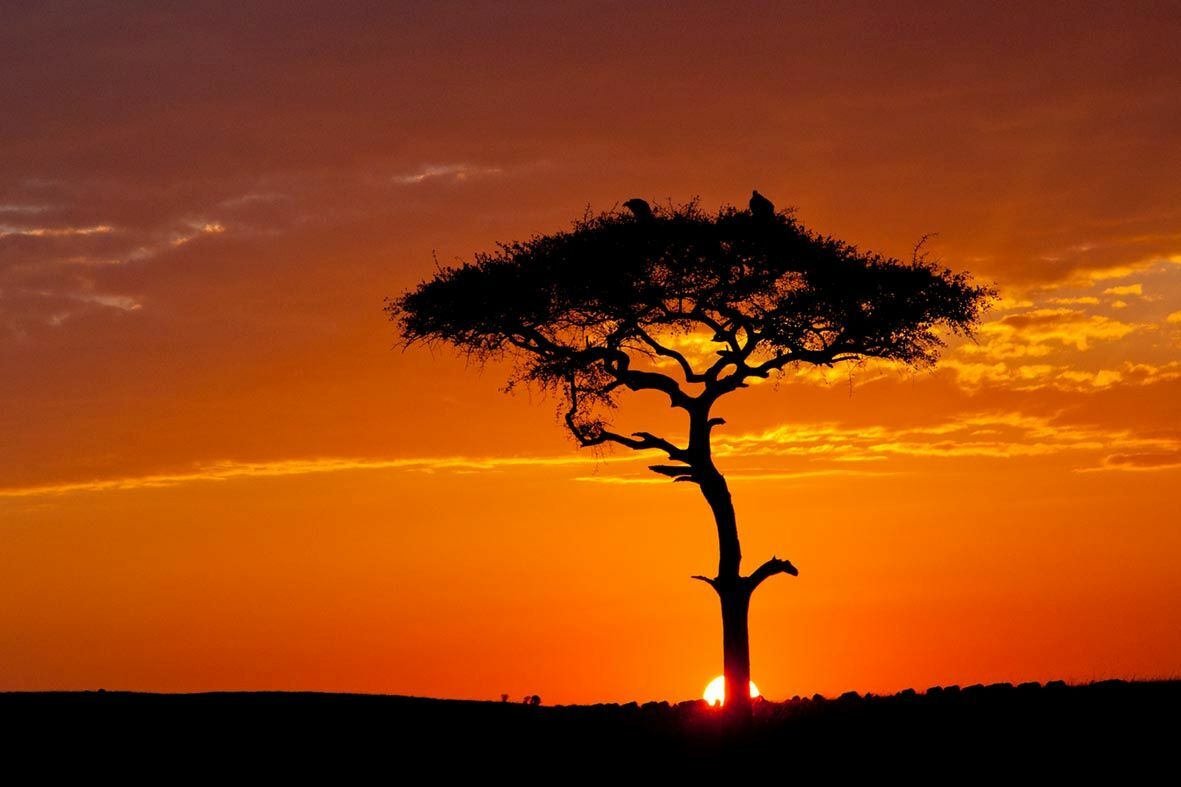 Schwarze Silhouette eines schirmförmigen Baums vor leuchtendem rot-orangem Himmel mit aufgehender Sonne