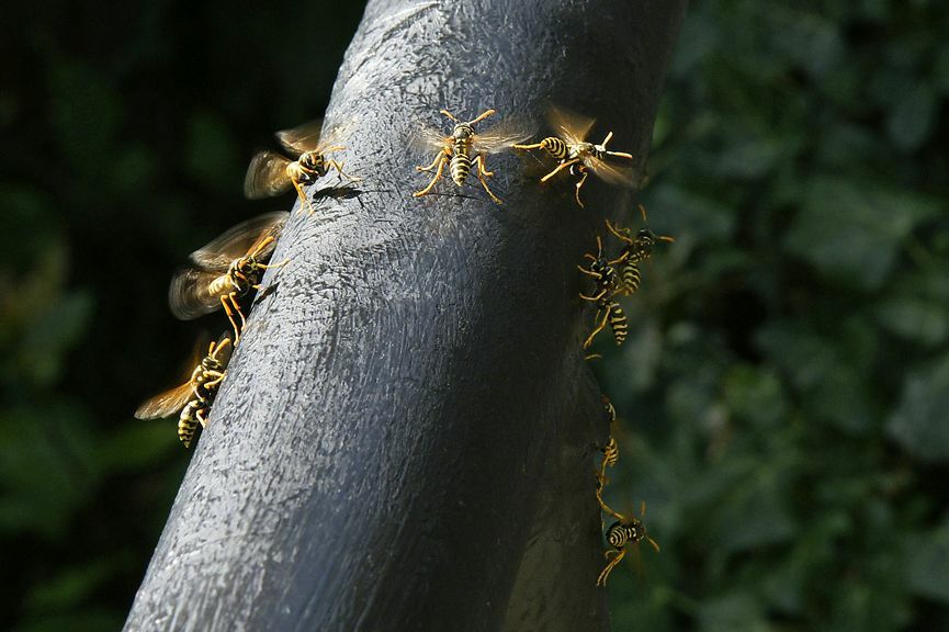 Neun Feldwespen umschwärmen fliegend wie eine Girlande einen dunklen Stamm mit glatter Rinde