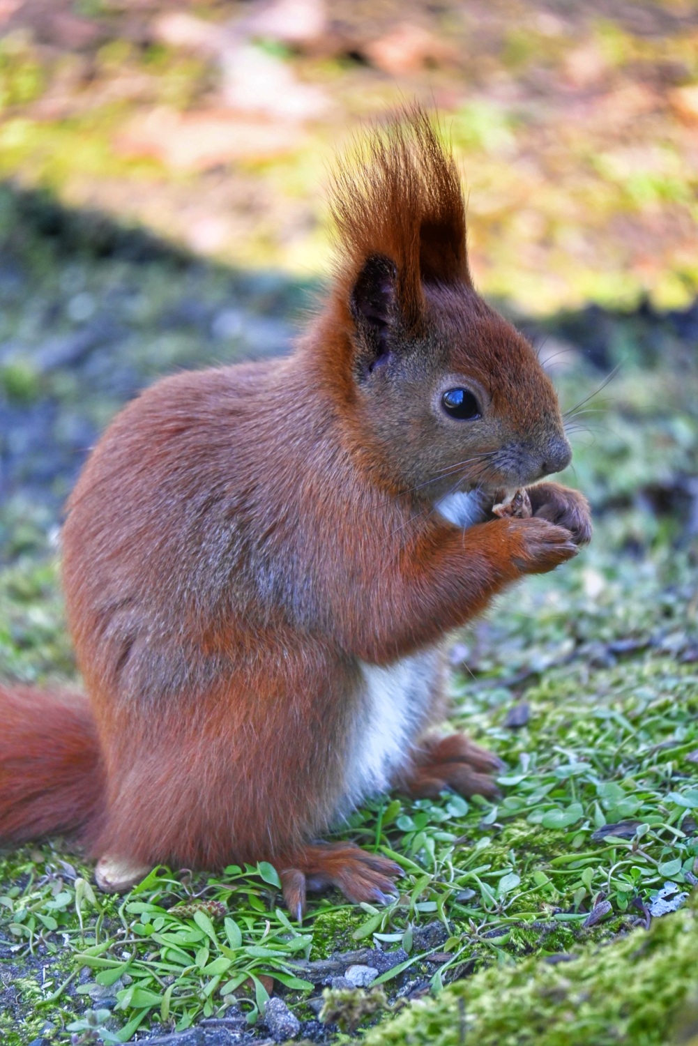 Eichhörnchen im Schlosspark Biesdorf