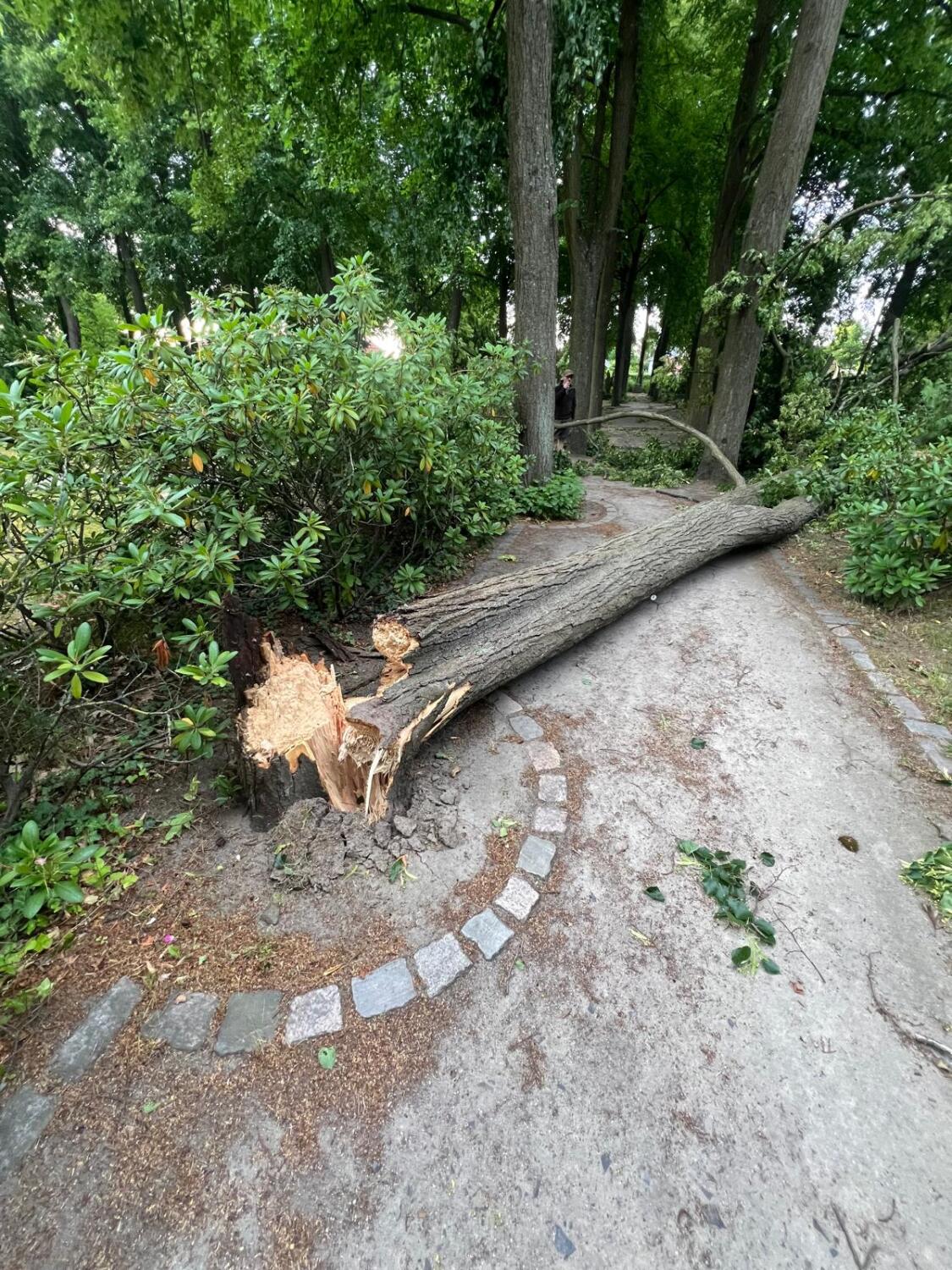 Sturmschäden in Marzahn-Hellersdorf