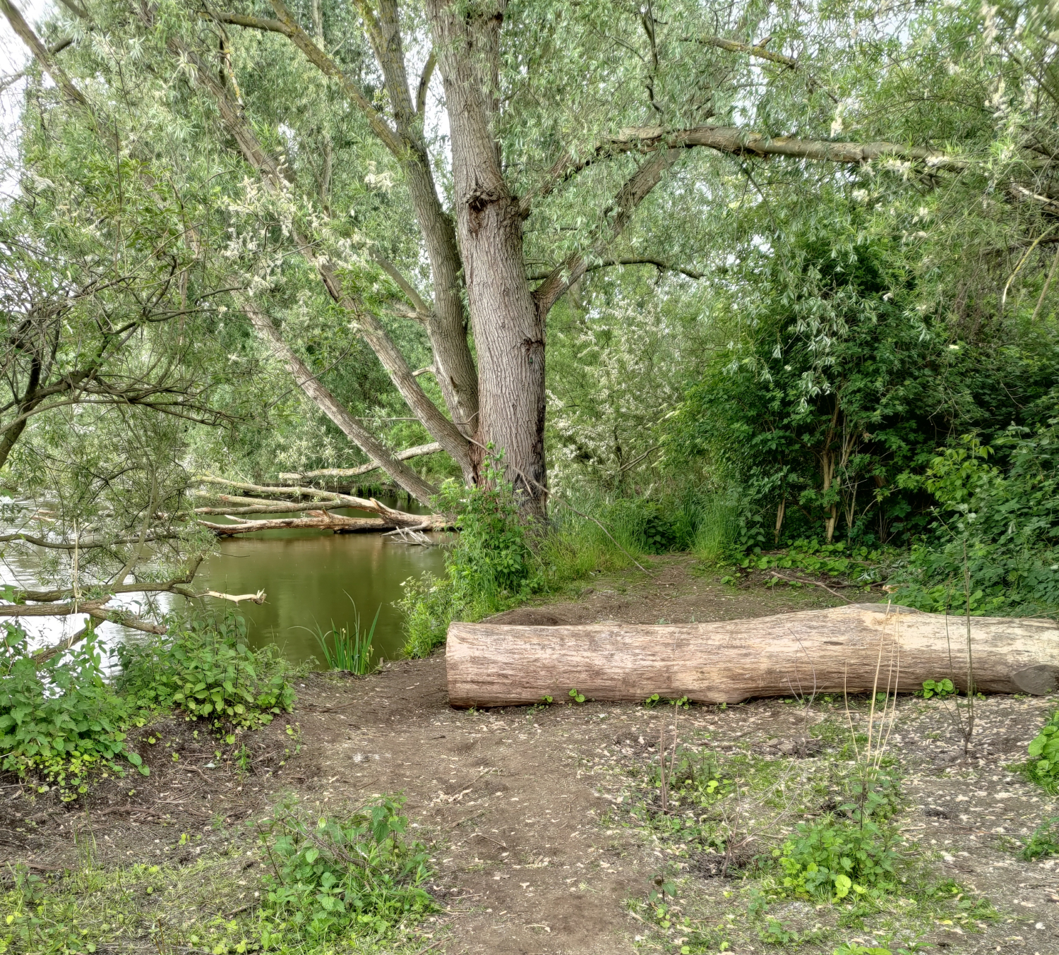 Wuhleteich im Mai 2025