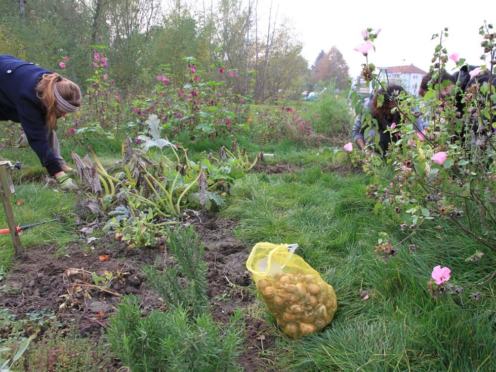 Blumenzwiebelstecken im Kiezgarten Schönagelstraße Naschgarten