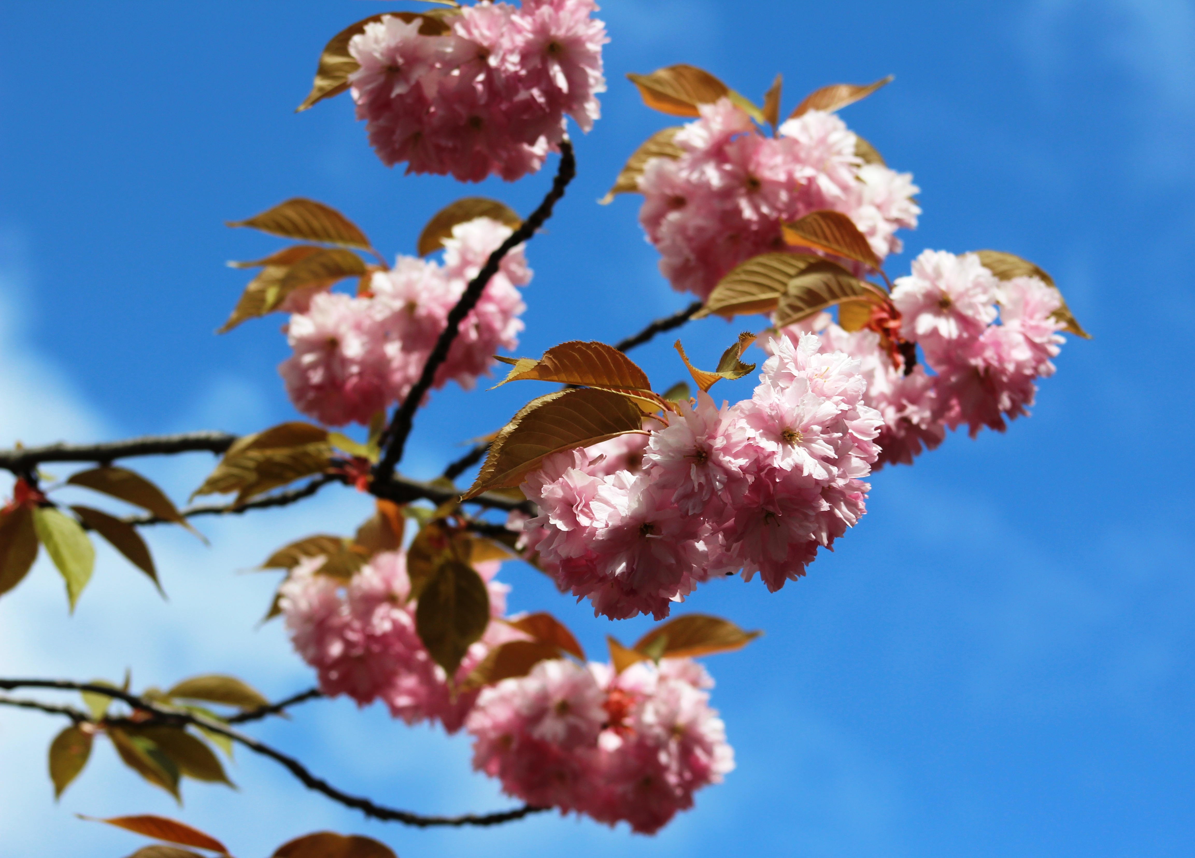 Kirschblüte Mathilde-Jacob-Platz