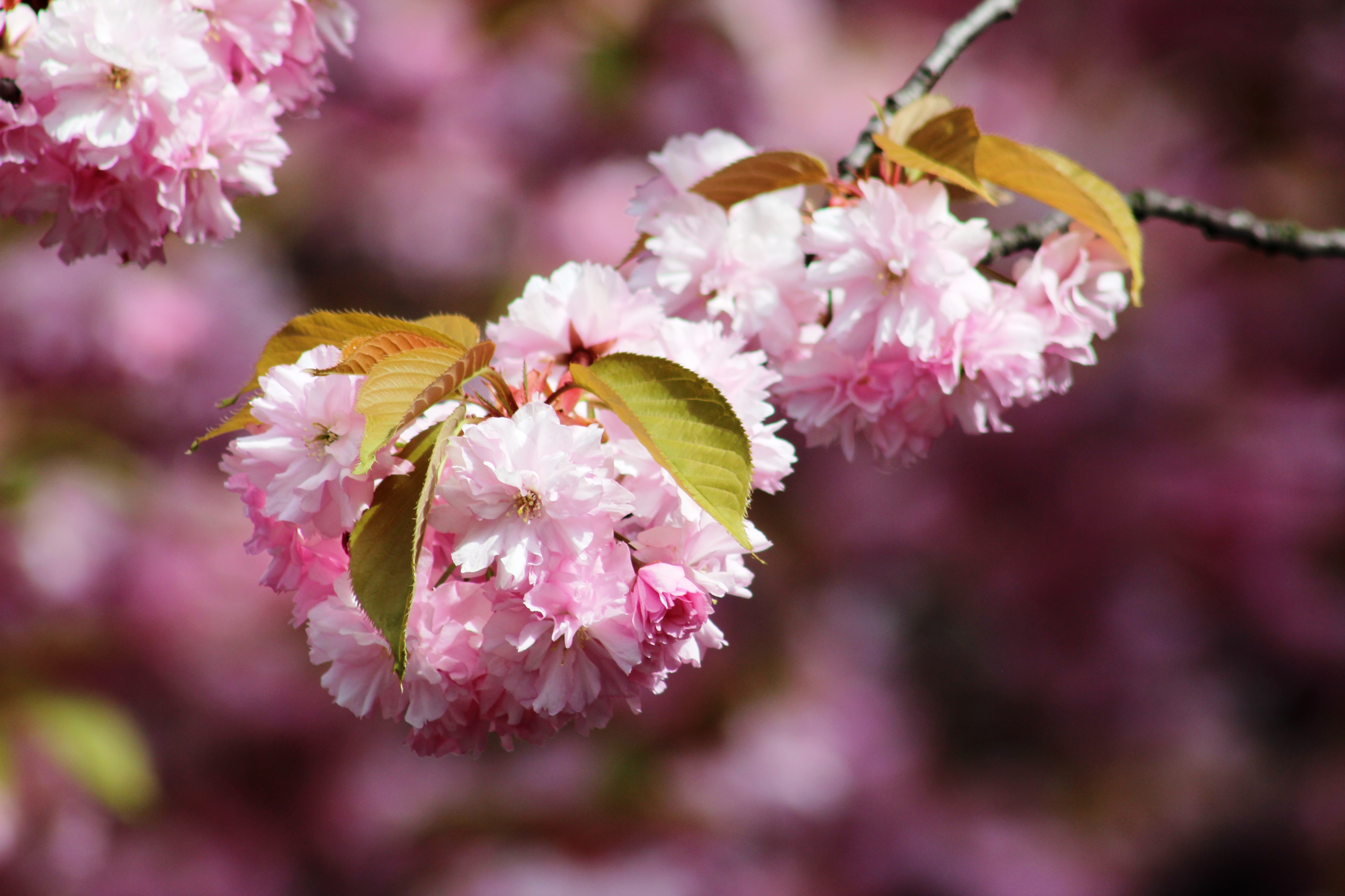 Kirschblüte Mathilde-Jacob-Platz