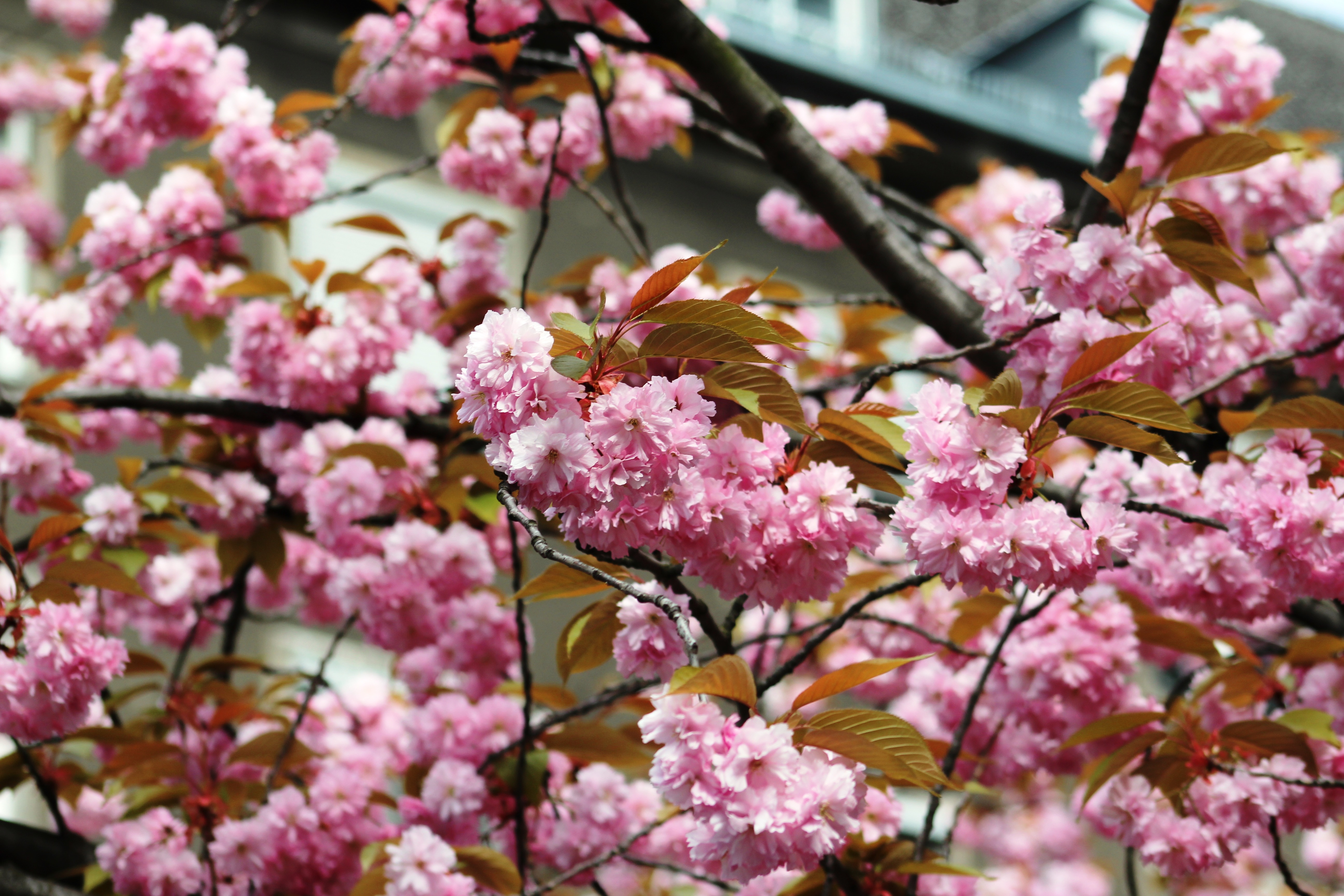 Kirschblüte Mathilde-Jacob-Platz