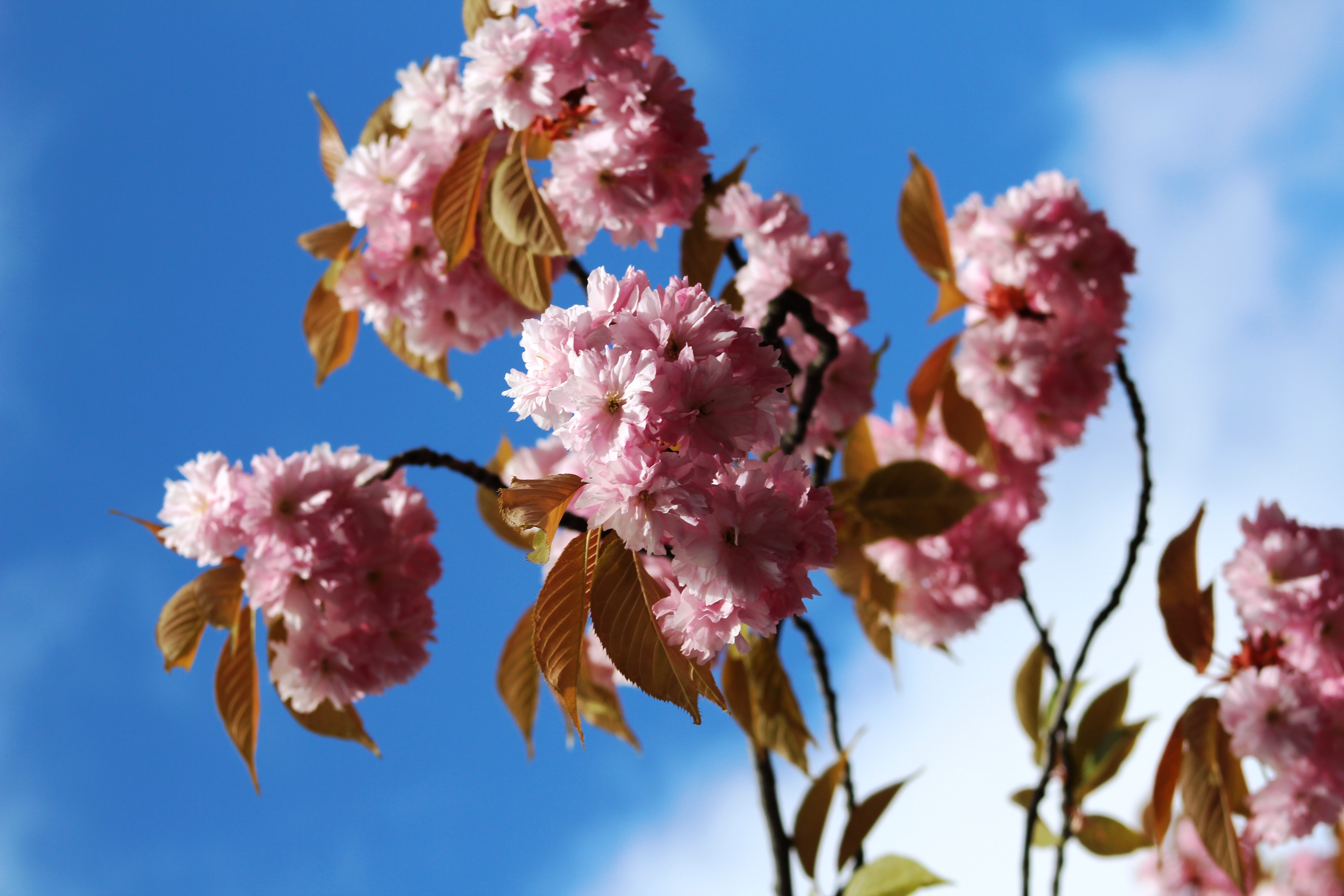 Kirschblüte Mathilde-Jacob-Platz