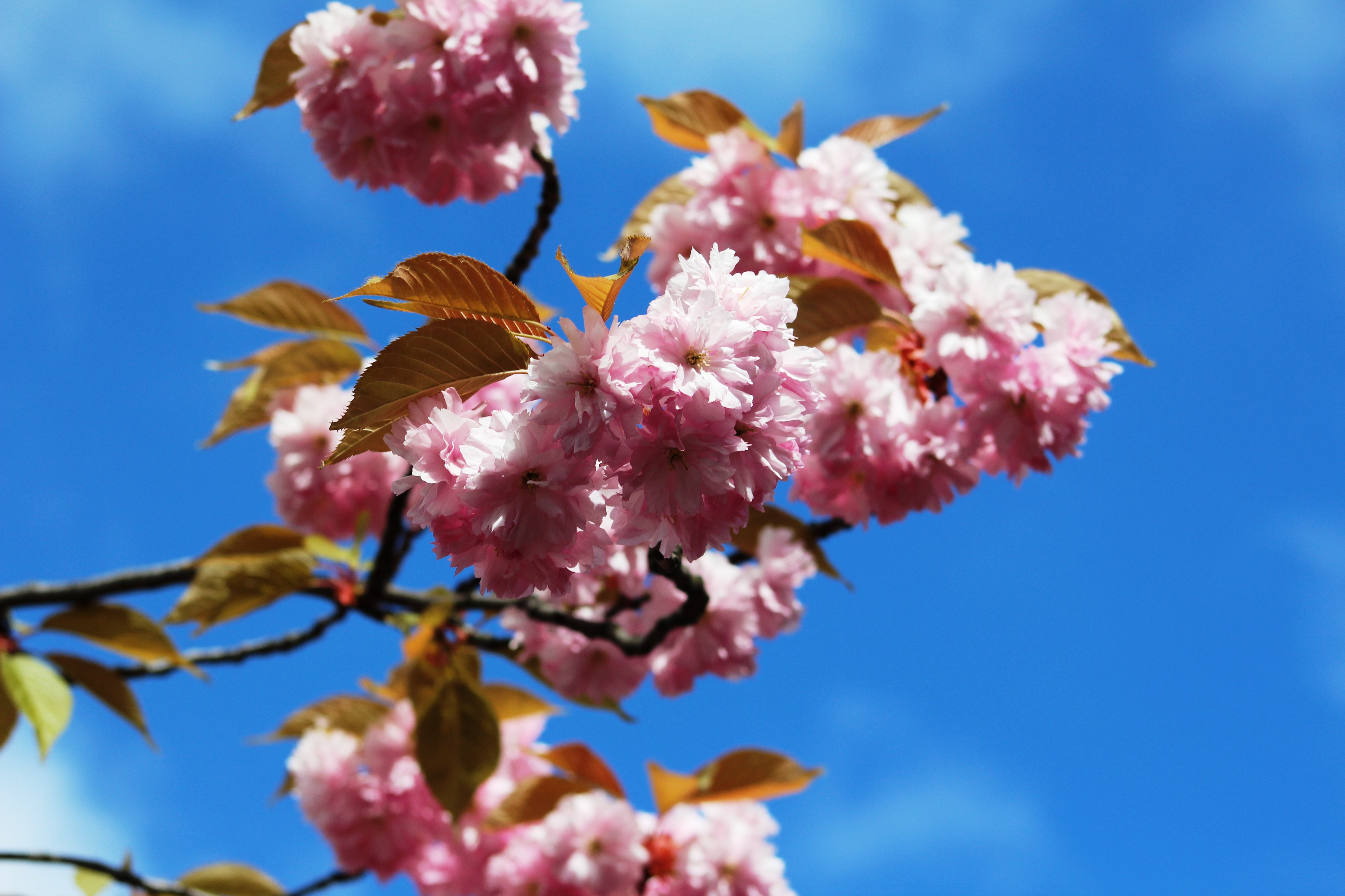 Kirschblüte Mathilde-Jacob-Platz