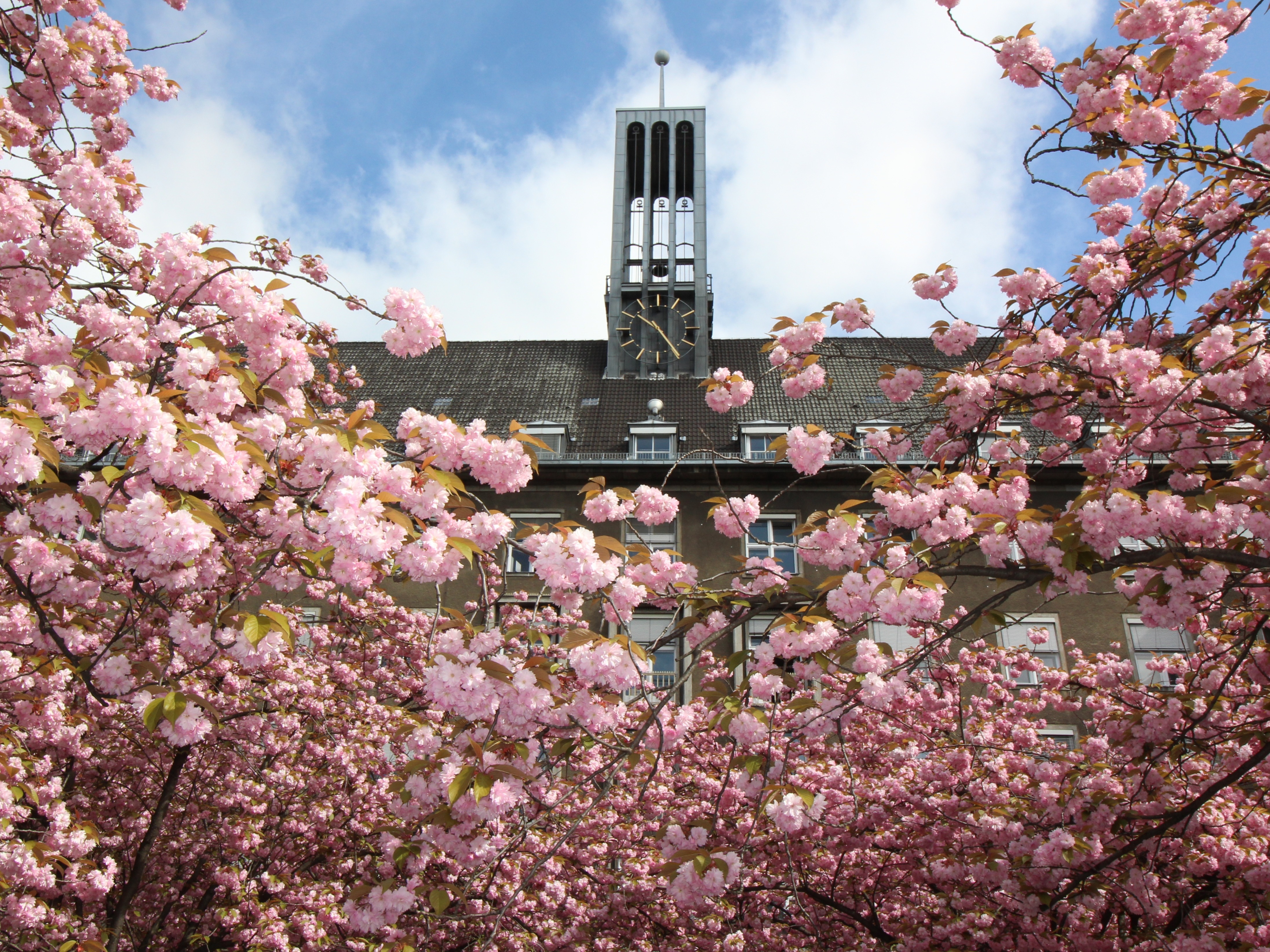 Kirschblüte Mathilde-Jacob-Platz