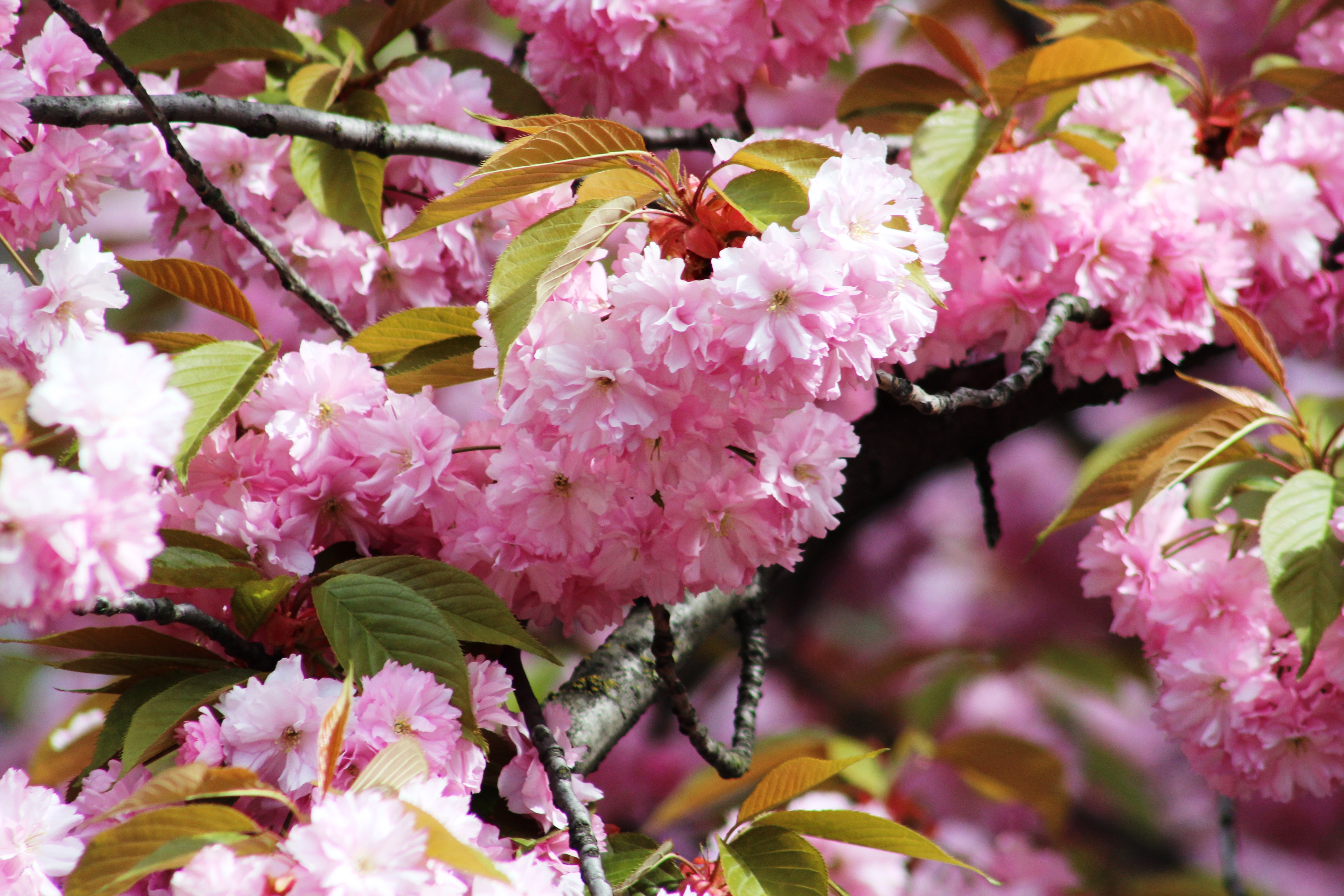 Kirschblüte Mathilde-Jacob-Platz