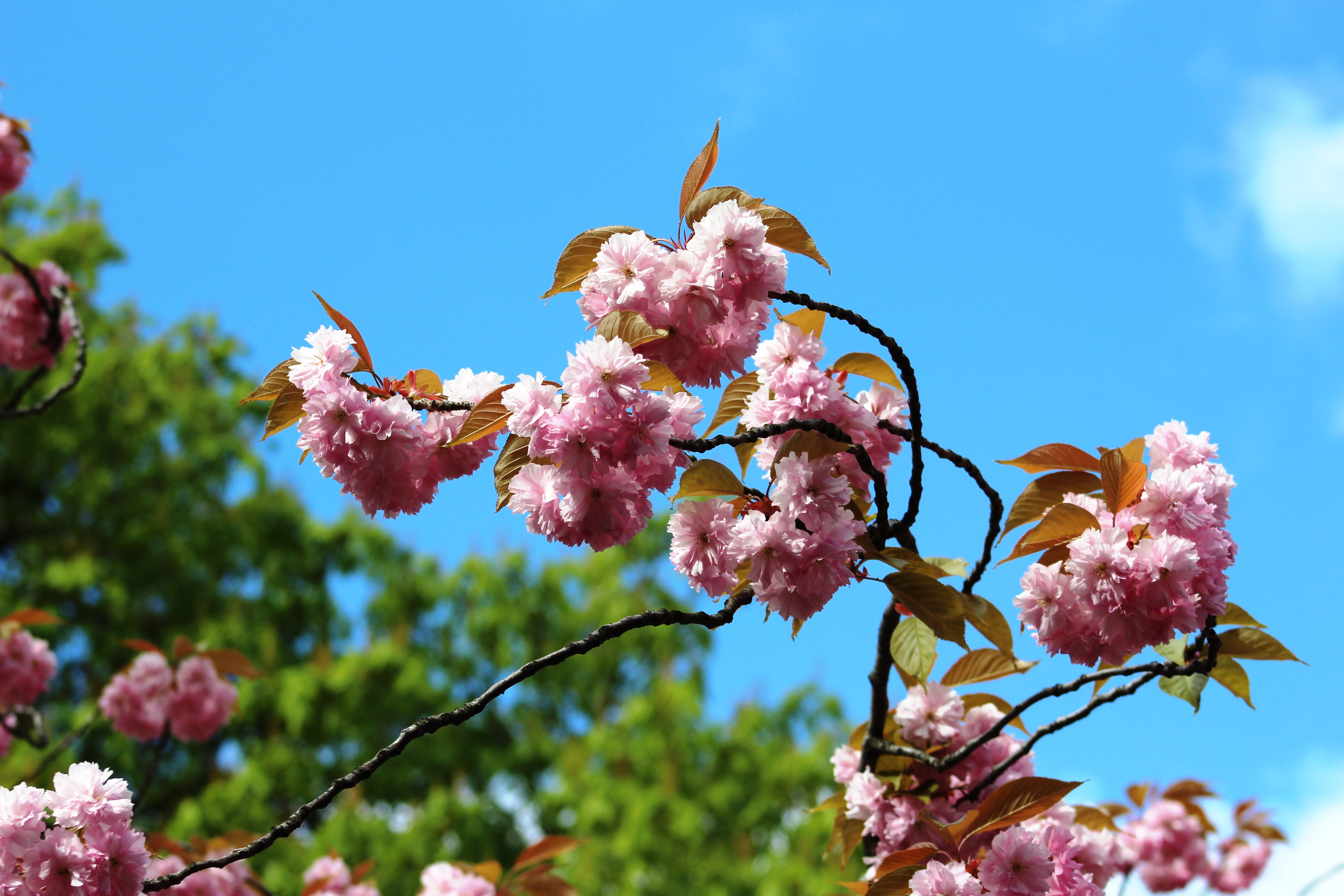 Kirschblüte Mathilde-Jacob-Platz