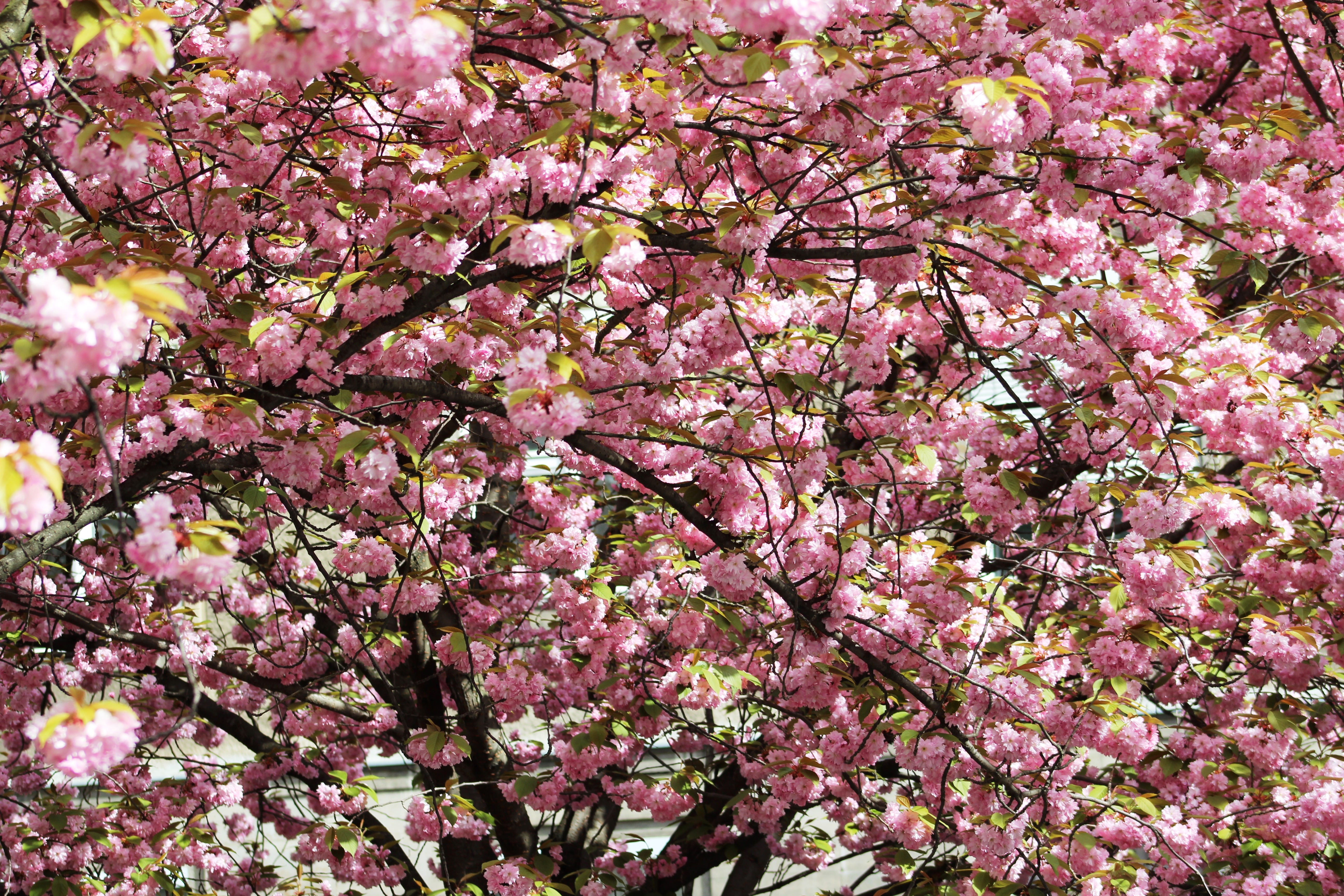 Kirschblüte Mathilde-Jacob-Platz