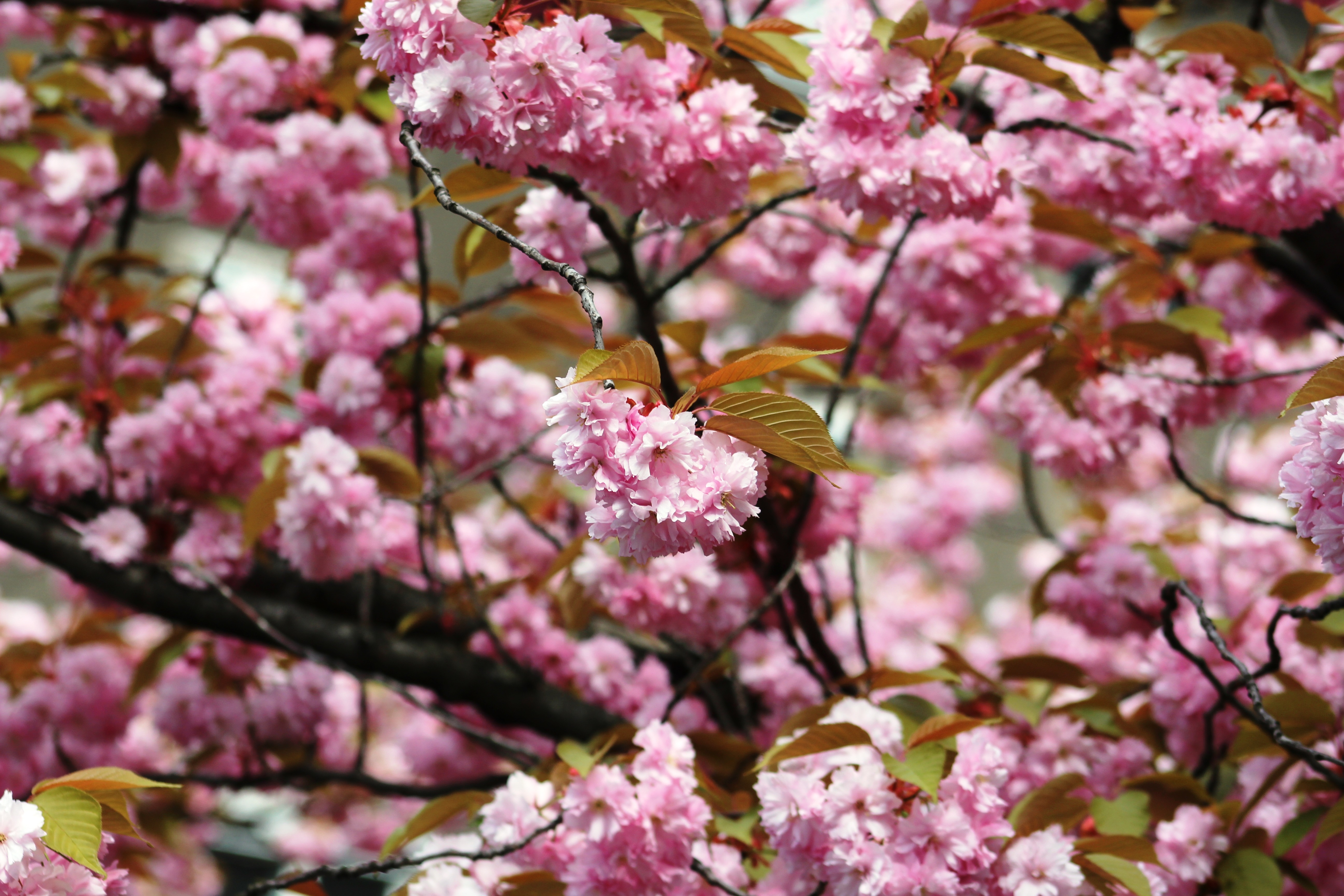 Kirschblüte Mathilde-Jacob-Platz