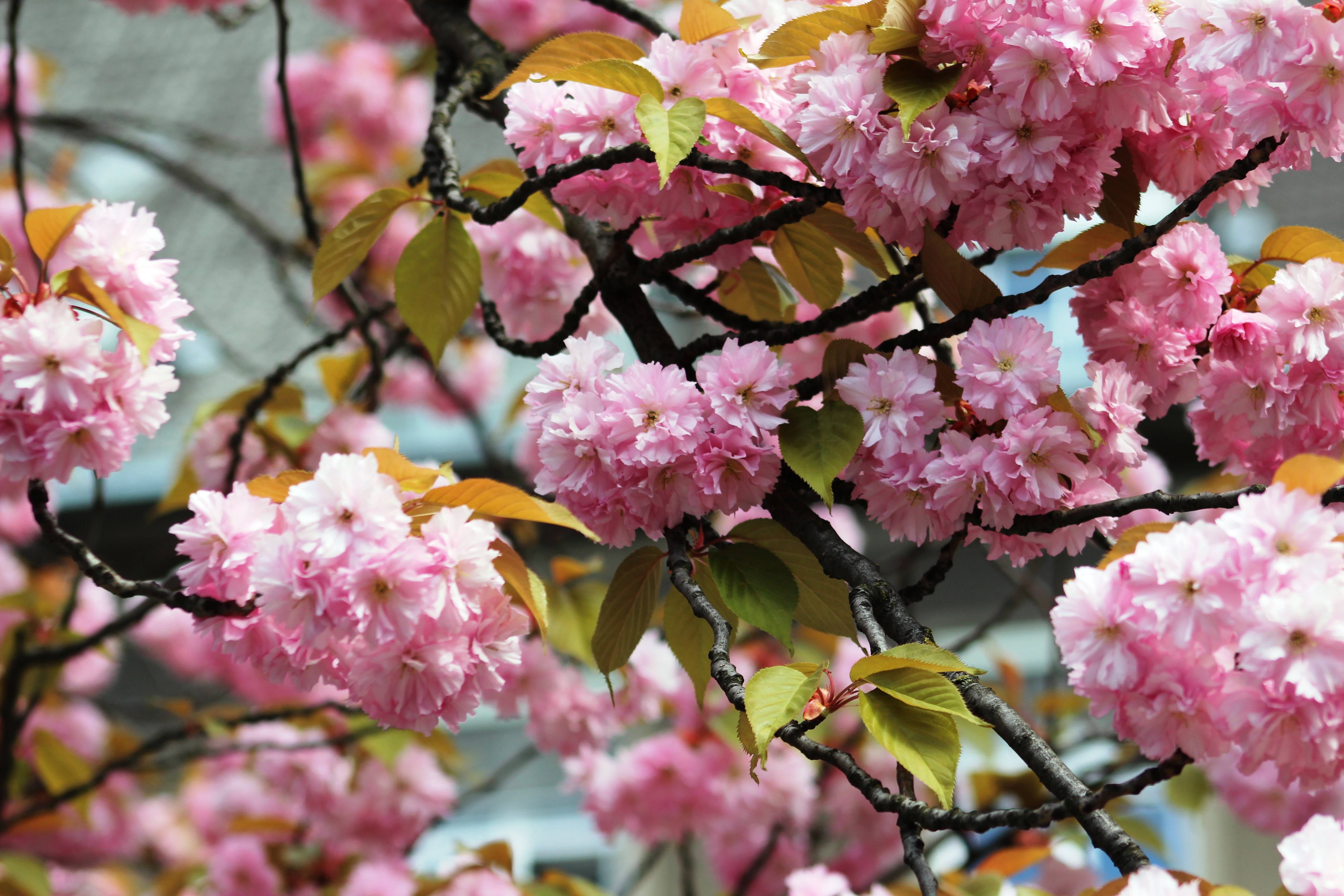Kirschblüte Mathilde-Jacob-Platz