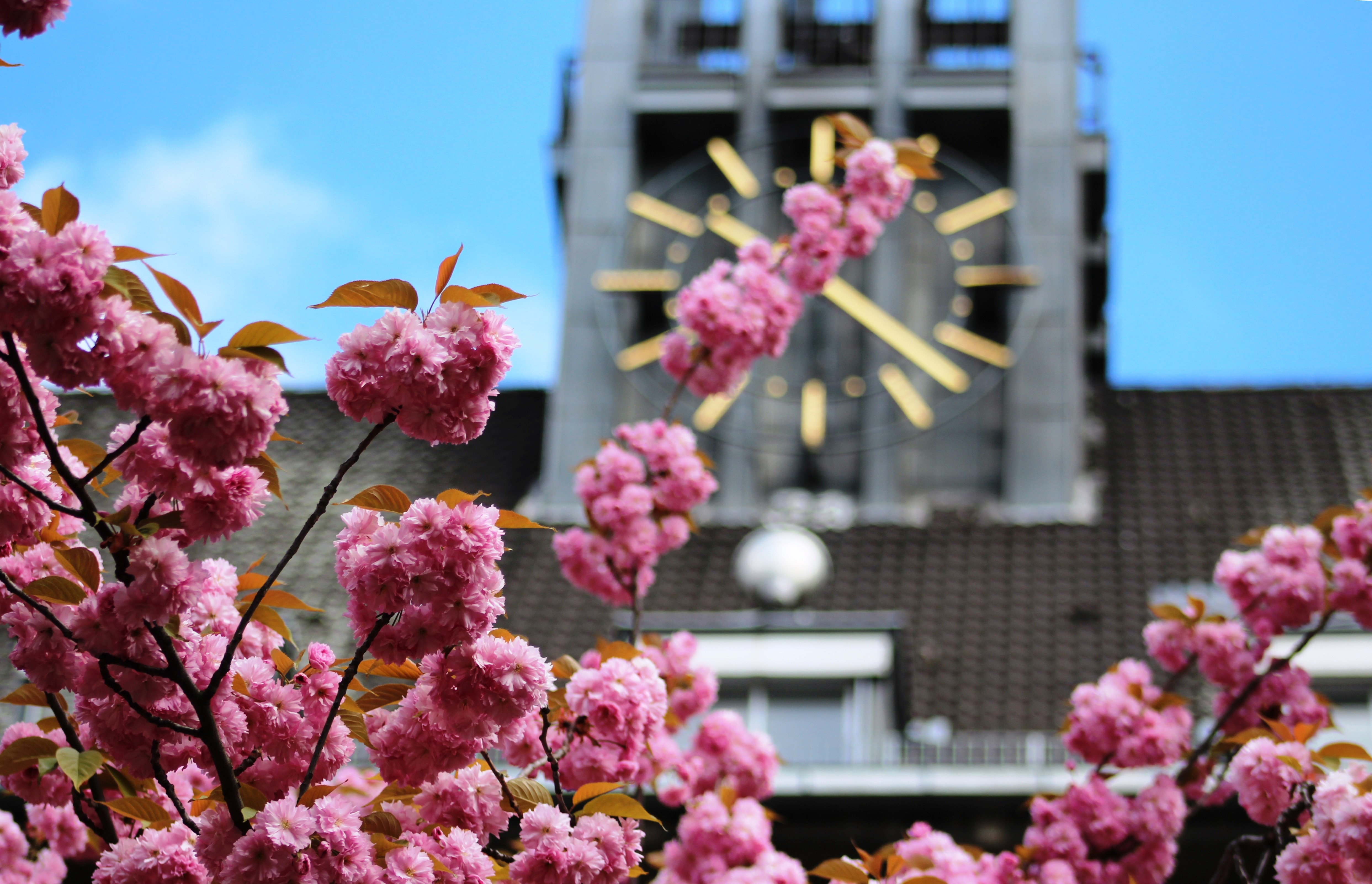 Kirschblüte Mathilde-Jacob-Platz