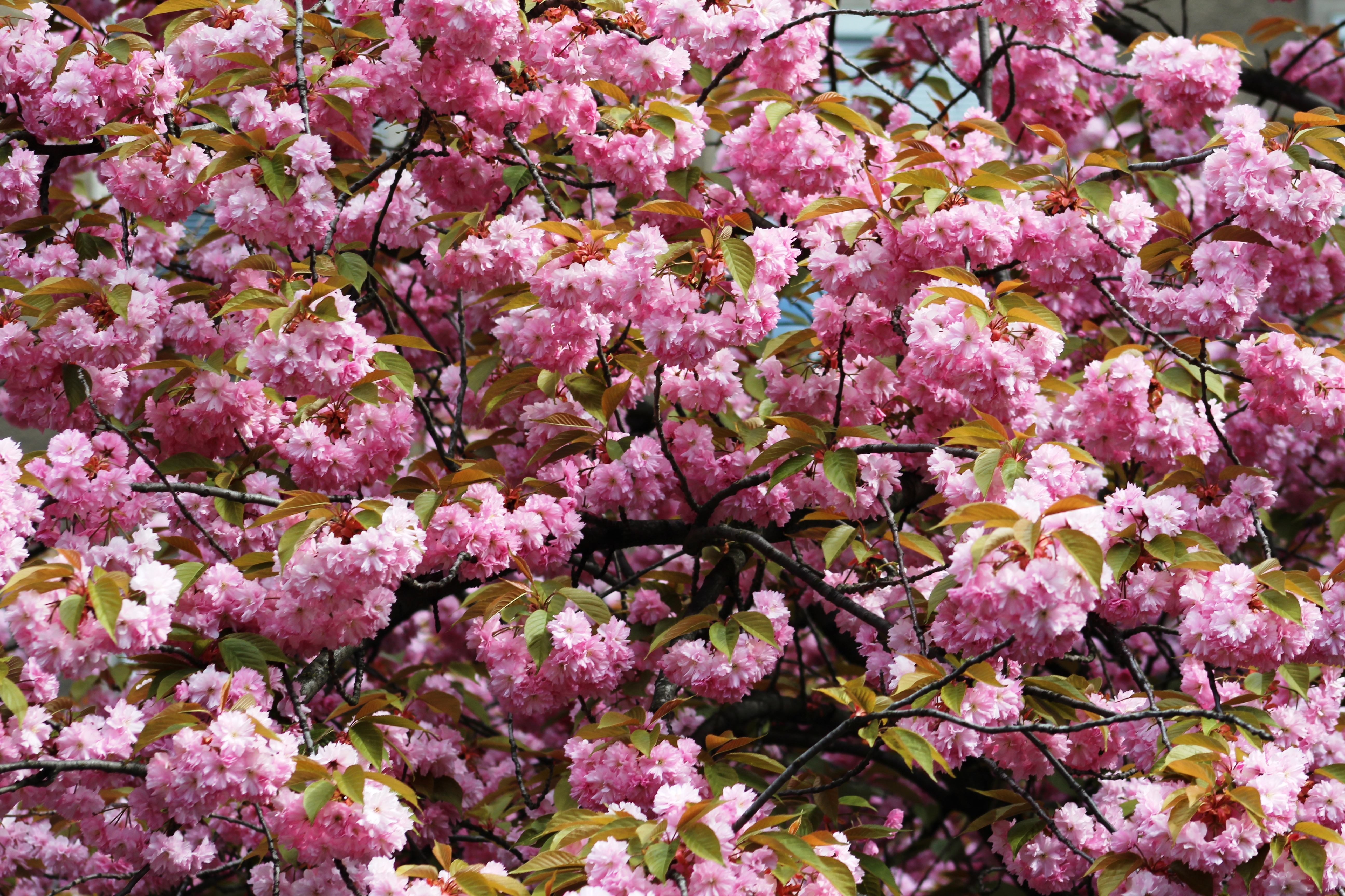 Kirschblüte Mathilde-Jacob-Platz