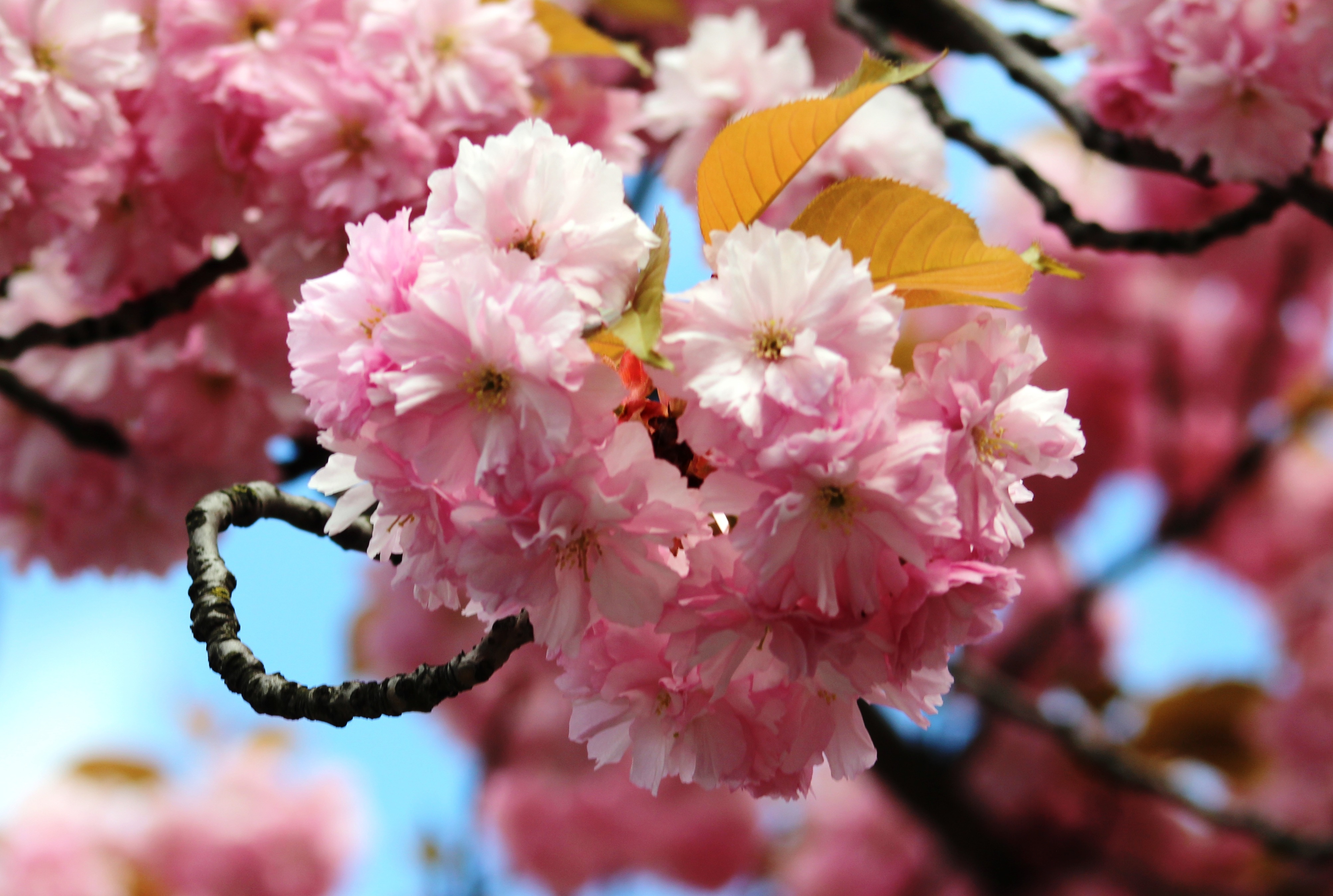 Kirschblüte Mathilde-Jacob-Platz
