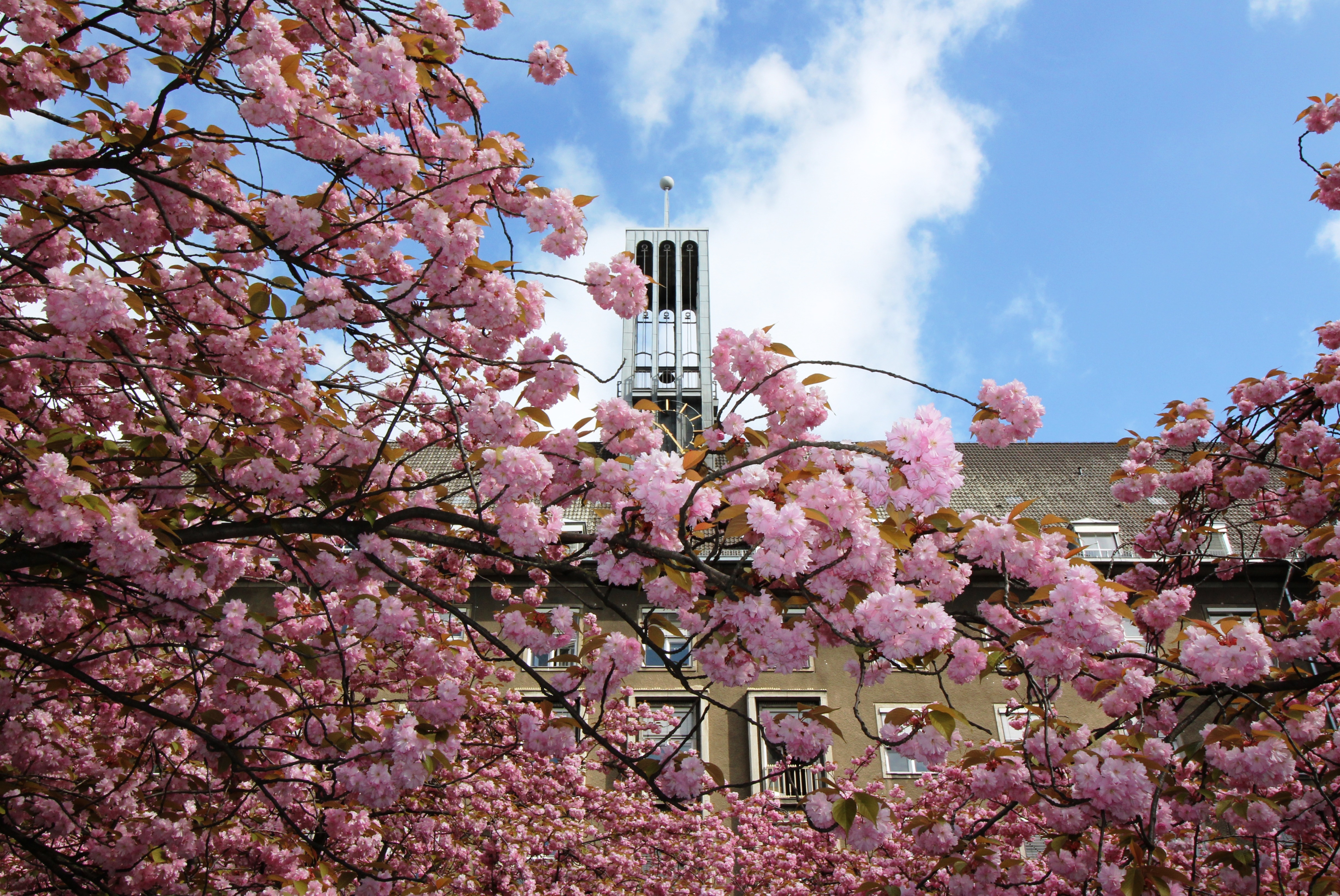 Kirschblüte Mathilde-Jacob-Platz