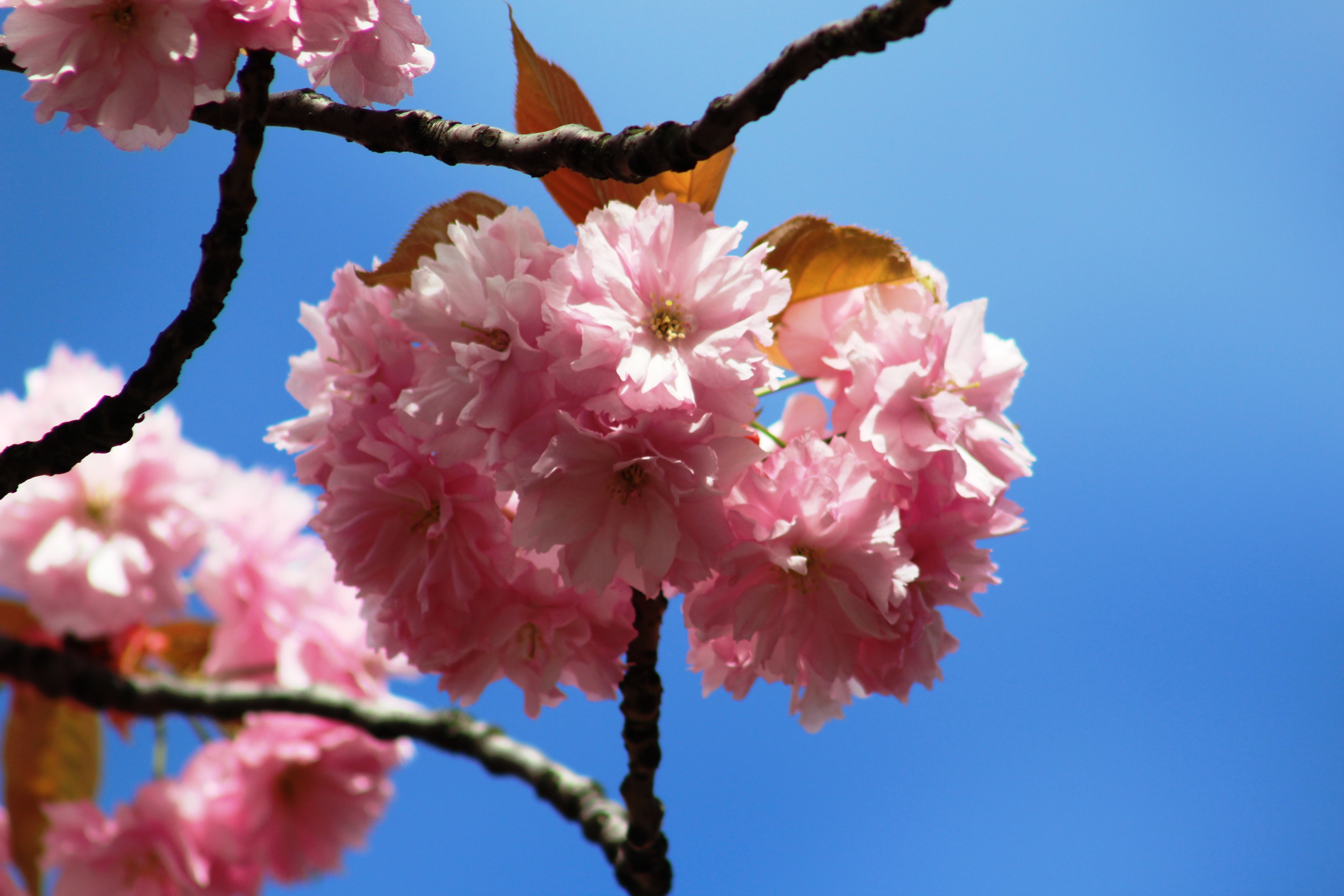 Kirschblüte Mathilde-Jacob-Platz