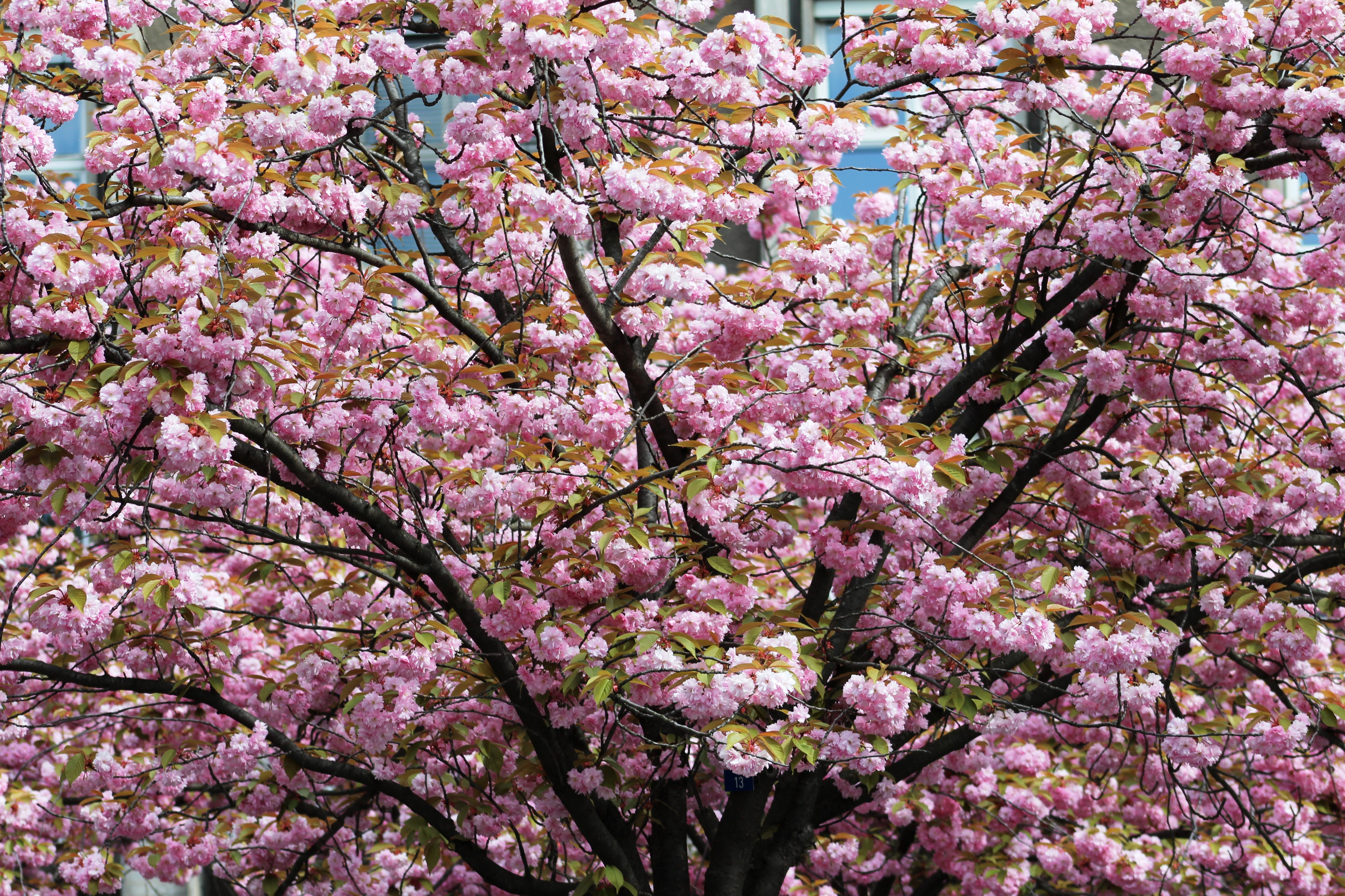 Kirschblüte Mathilde-Jacob-Platz