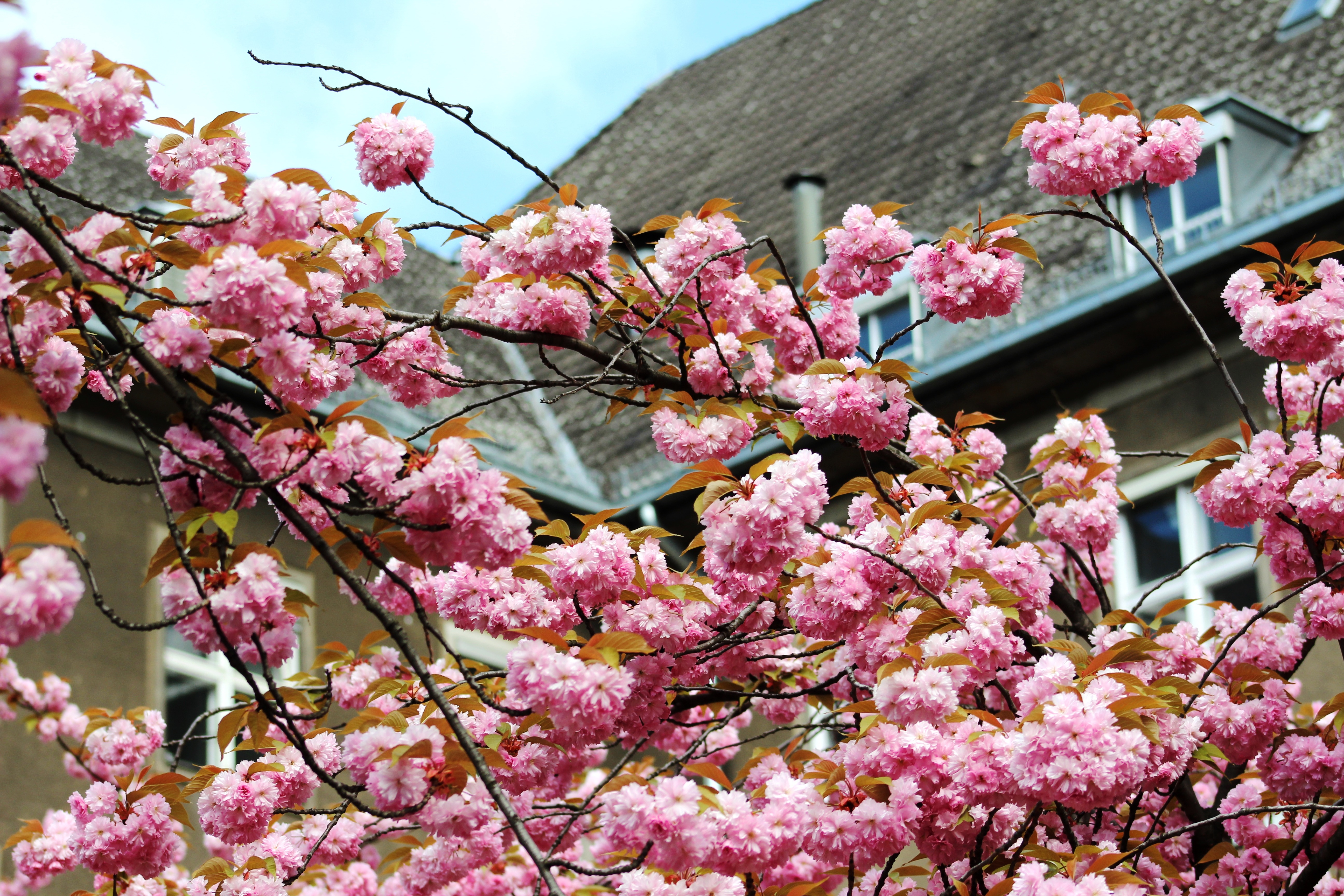 Kirschblüte Mathilde-Jacob-Platz