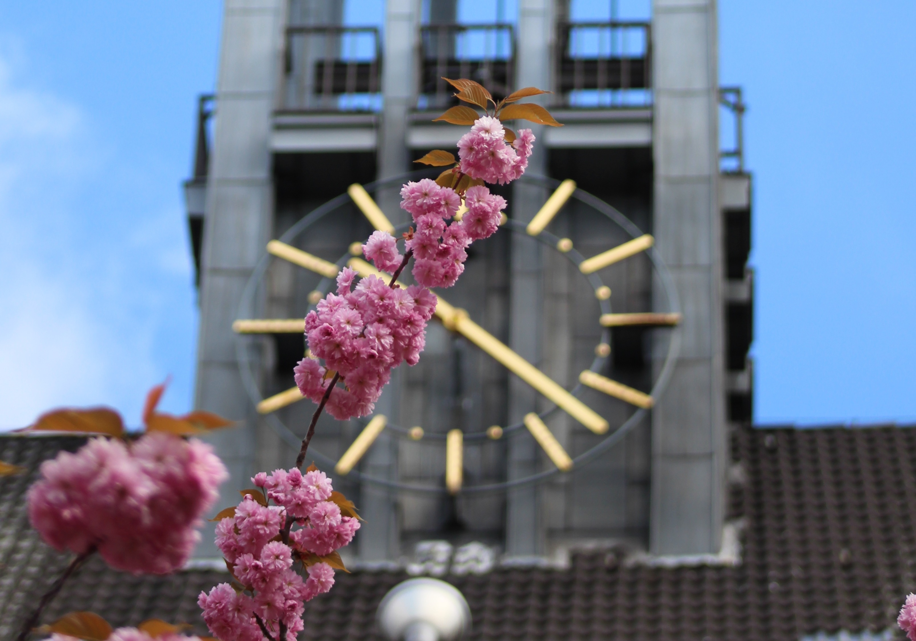 Kirschblüte Mathilde-Jacob-Platz