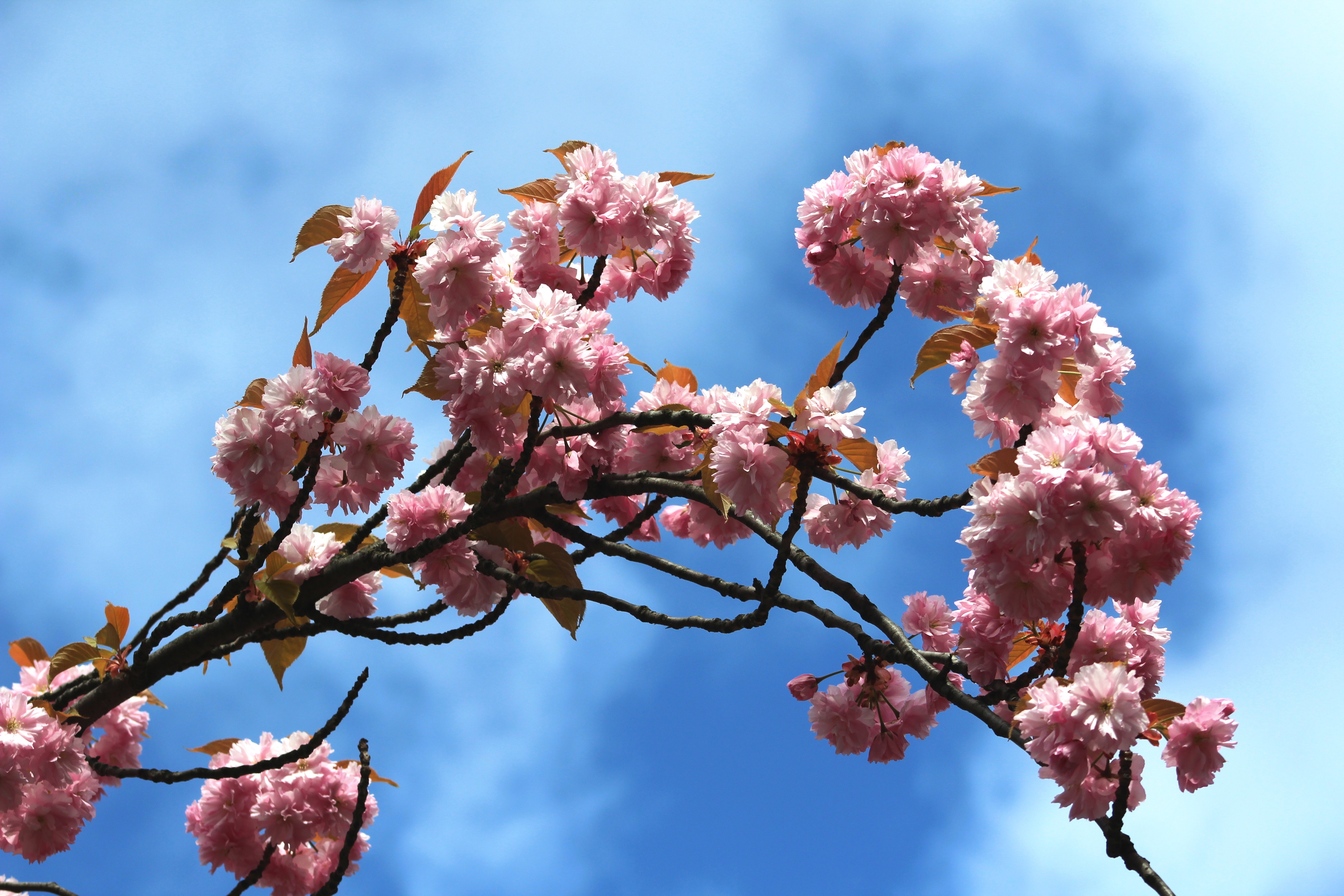 Kirschblüte Mathilde-Jacob-Platz