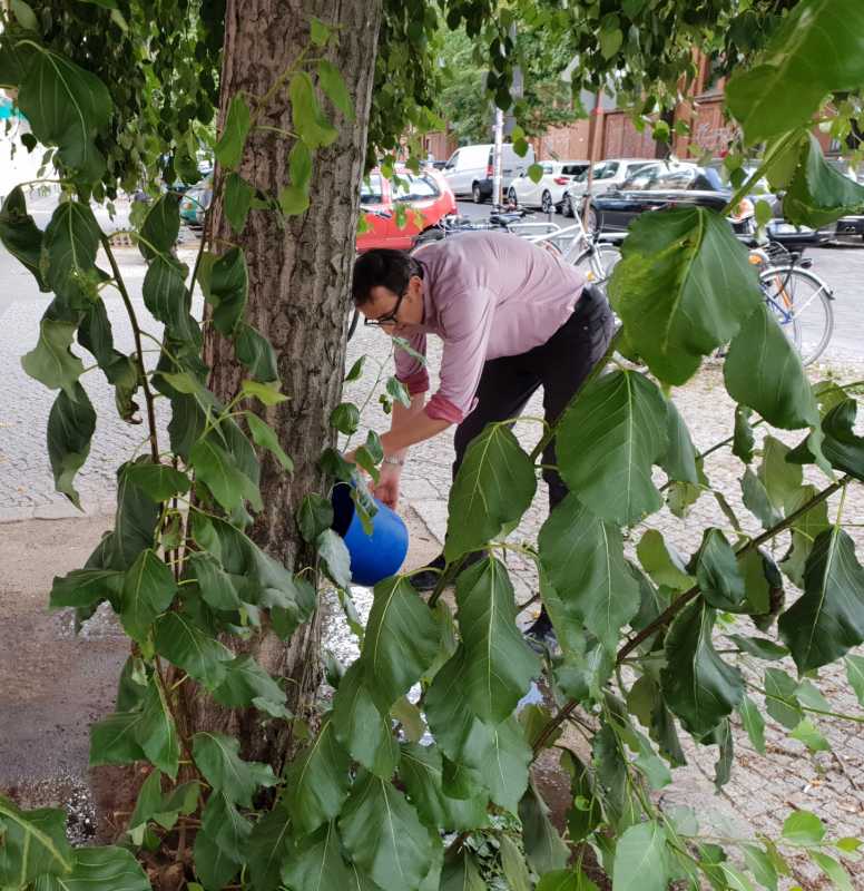 Bezirksbürgermeister Stephan von Dassel gießt einen Baum auf Grund der lange anhaltenden Hitzewelle