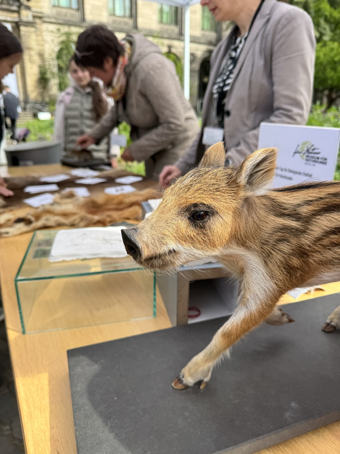 Ausgestopfter Frischling an einem Stand zum Internationalen Tag der Biologischen Vielfalt vor dem Naturkundemuseum
