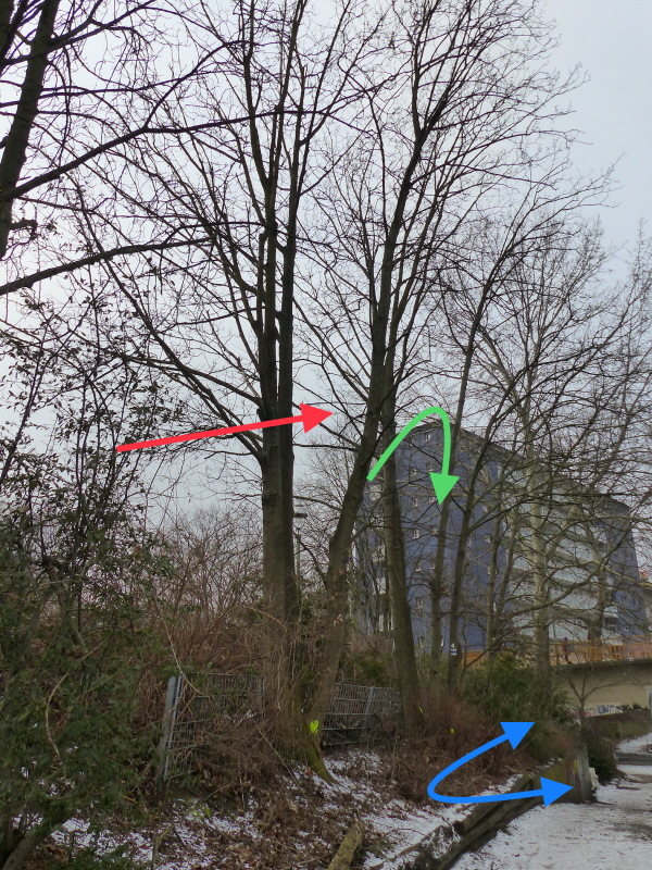 Bei starken Wind oder Sturm kann der Stämmling ausbrechen ( grüner Pfeil ) und würde in den Wegebereich fallen (blaue Pfeile)