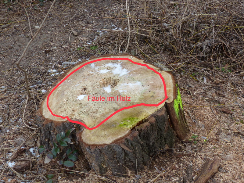 Der Baum wurde wegen dem Holzabbau verursacht durch eine Fäule gefällt, dass abgebaute Holz ist markiert