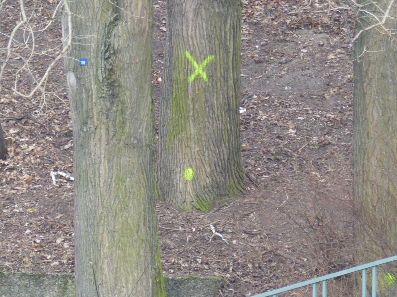 Deutlich zu erkennen die gelben Markierungen an den Baumstämmen, hier muss geprüft werden ob eine Kronenpflege durchgeführt werden muss und ob die Wurzelplatten der Bäume durch die Baumaßnahme stark beeinträchtigt werden