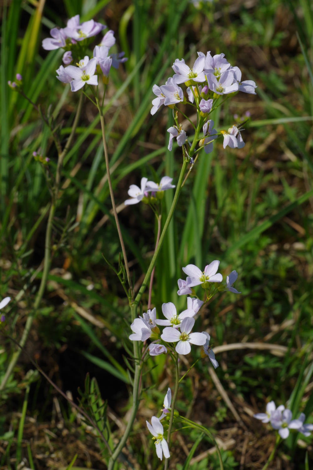 Wiesen-Schaumkraut (Cardamine pratensis)