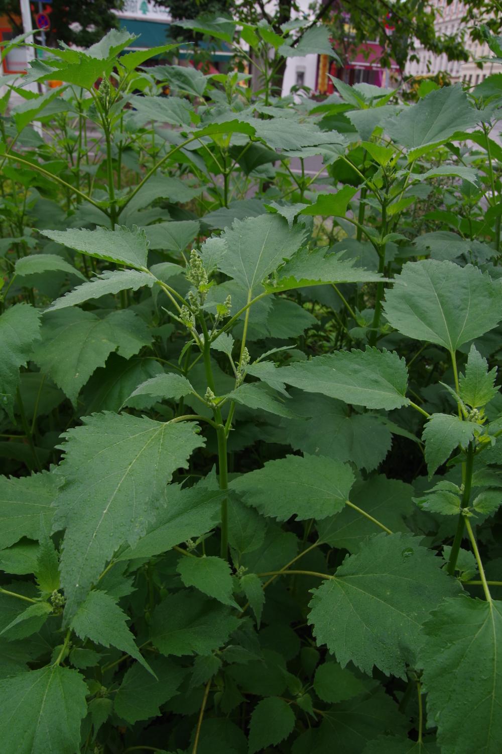 Mauer-Gänsefuß (Chenopodium murale)