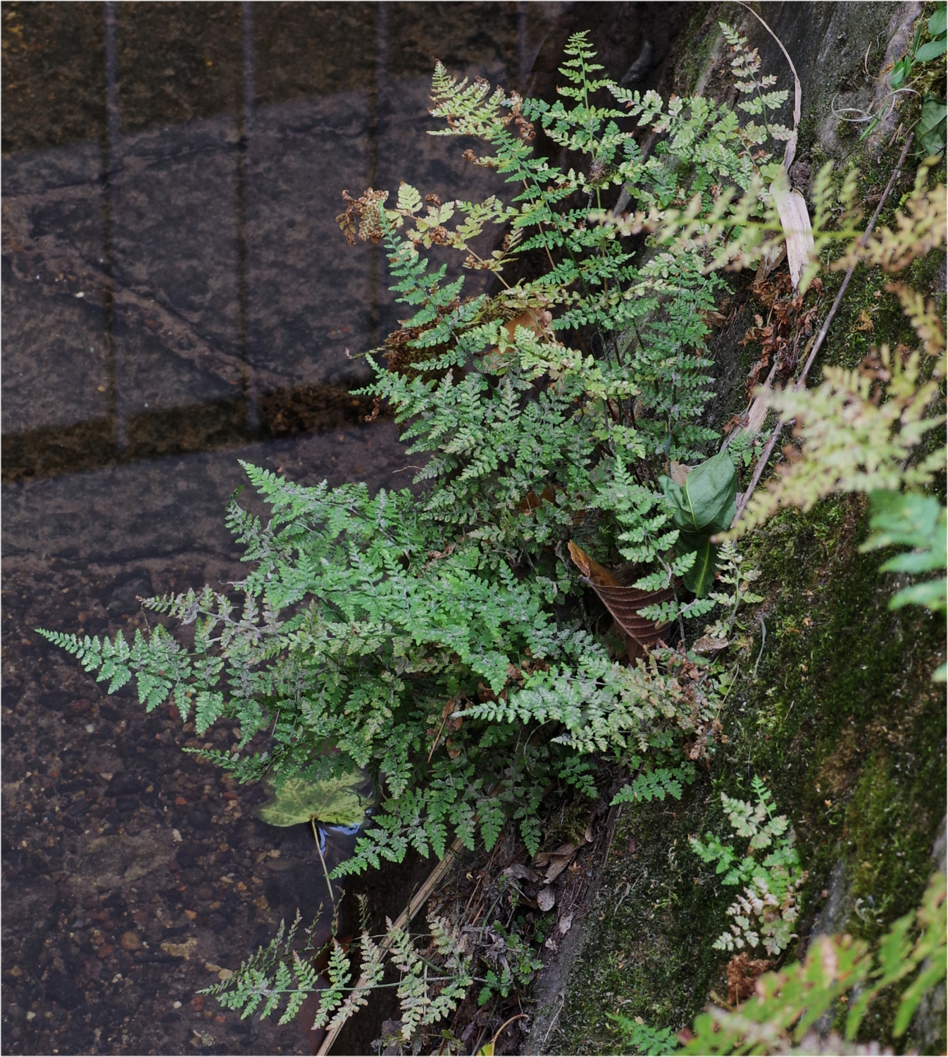Zerbrechlicher Blasenfarn (Cystopteris fragilis)