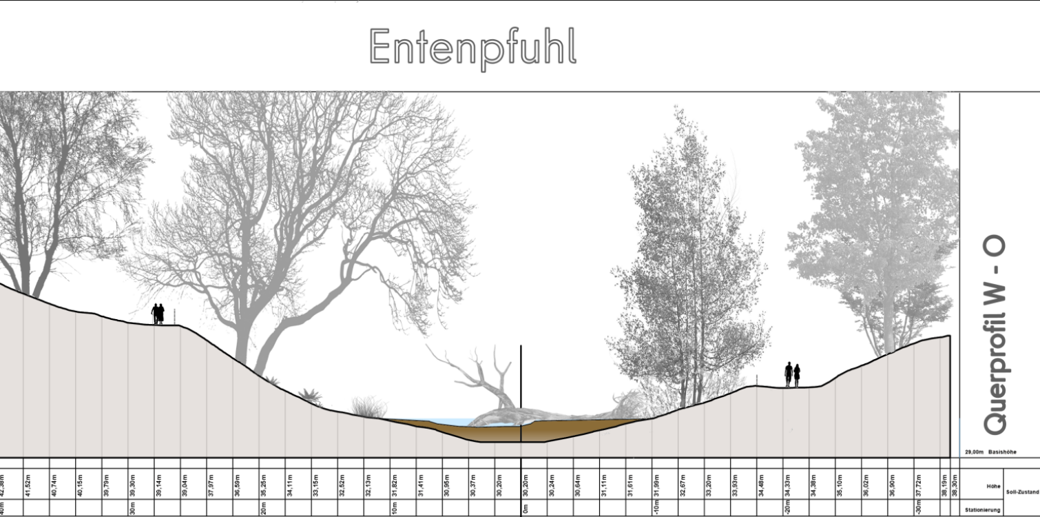 Schnitt bzw. Querprofil des Entenpfuhls