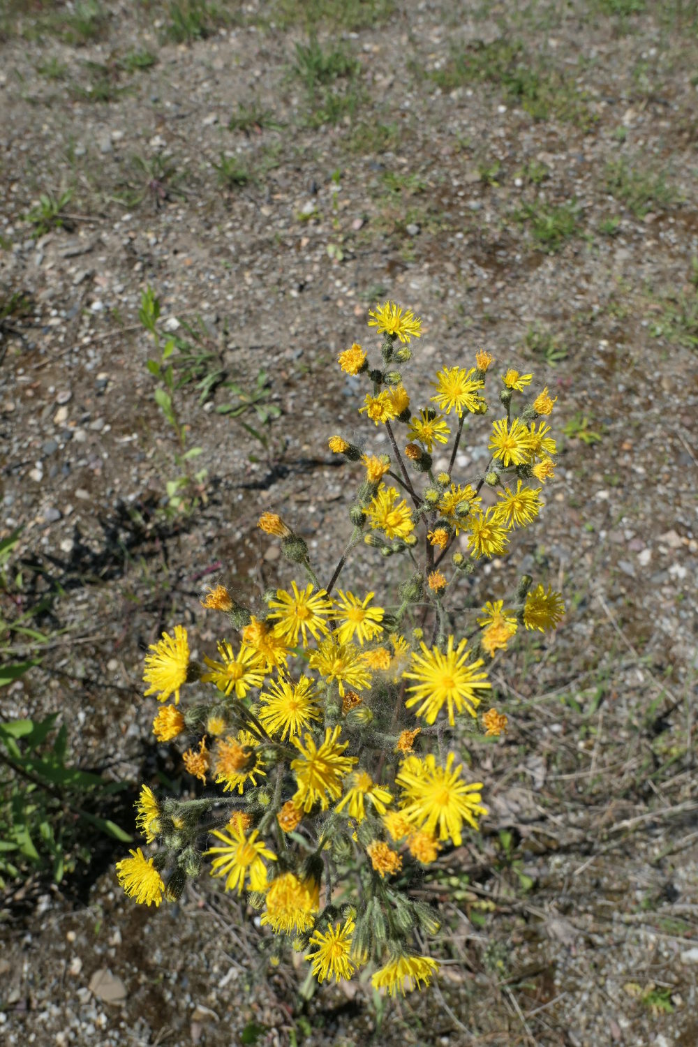 Florentiner Habichtskraut (Hieracium piloselloides)