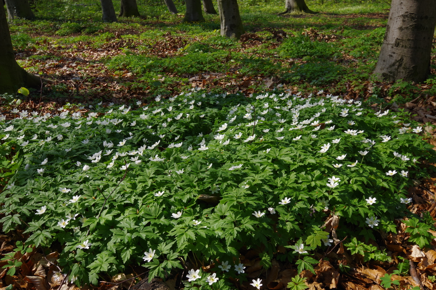 Busch-Windröschen (Anemone nemorosa) - Vorwarnliste
