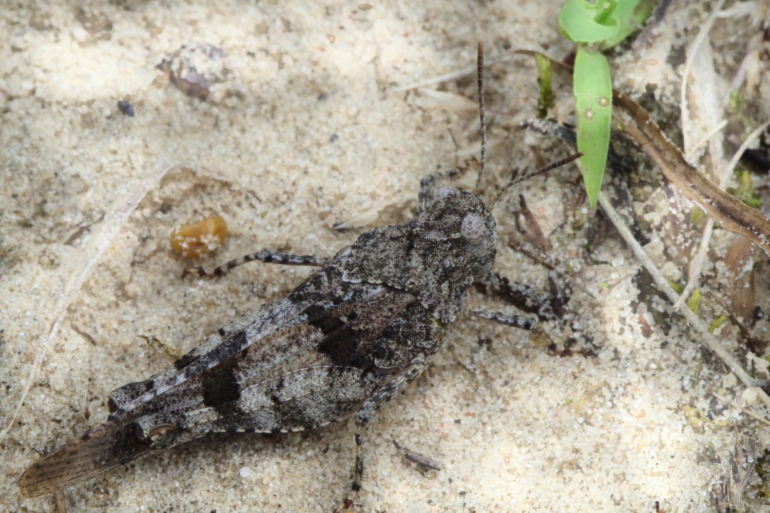 Blauflügelige Ödlandschrecke (Oedipoda caerulescens)