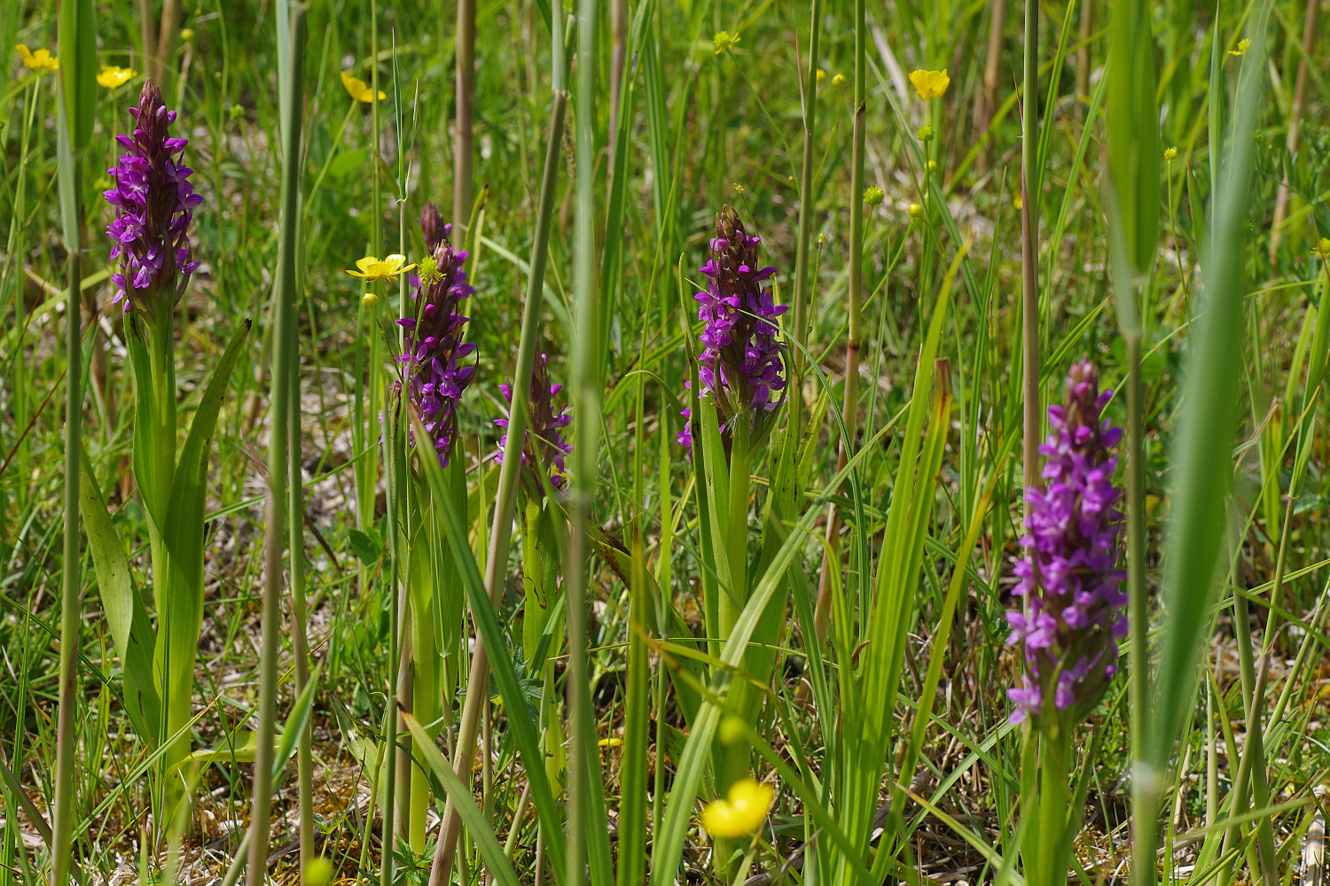 Steifblättiges Knabenkraut (Dactylorhiza incarnata)