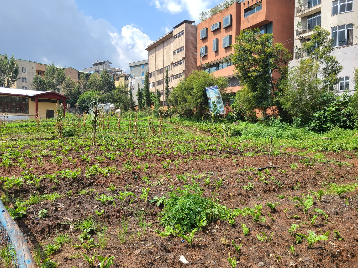 Schulgarten der Grundschule, in dem Obst und Gemüse angebaut werden.