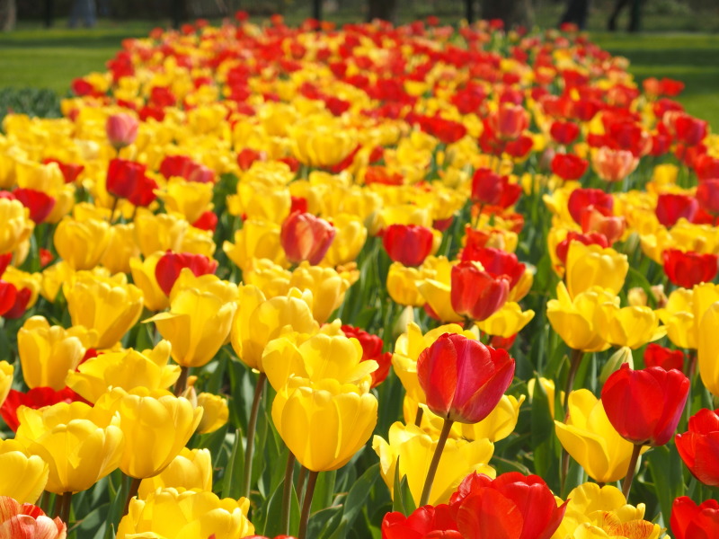 Tulpen im Britzer Garten 2