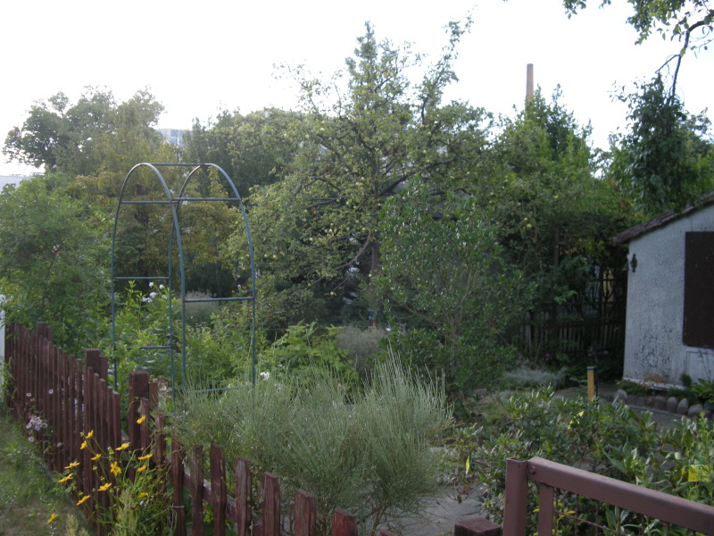 Apfelbaum