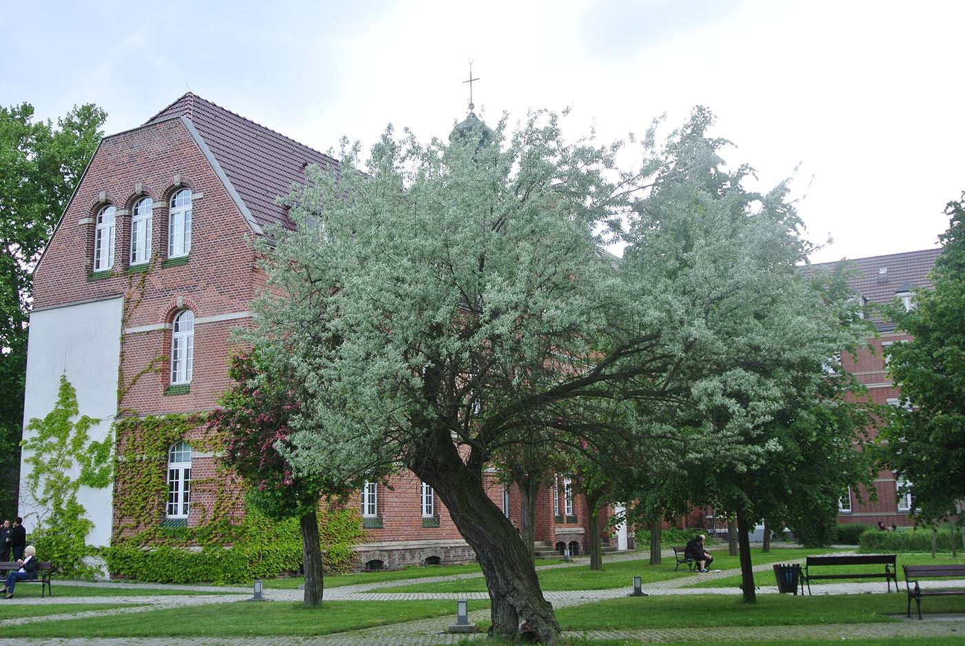 Ölweide und ein Rotdornbaum vor einem historischen Gebäude des St. Joseph-Krankenhauses, 2012